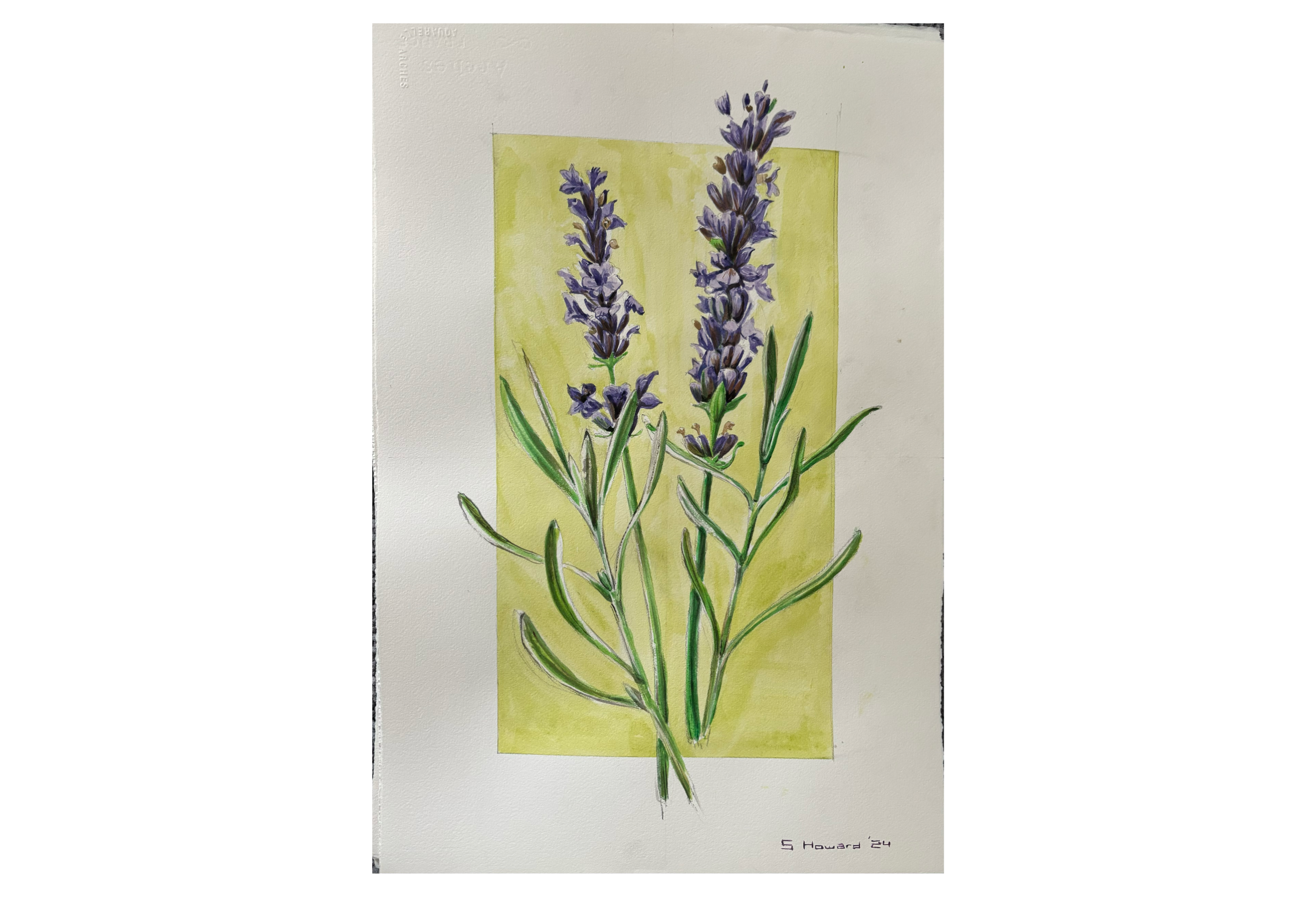 Watercolor painting of two lavender flower spikes with green stems and leaves, set against a soft yellow background.