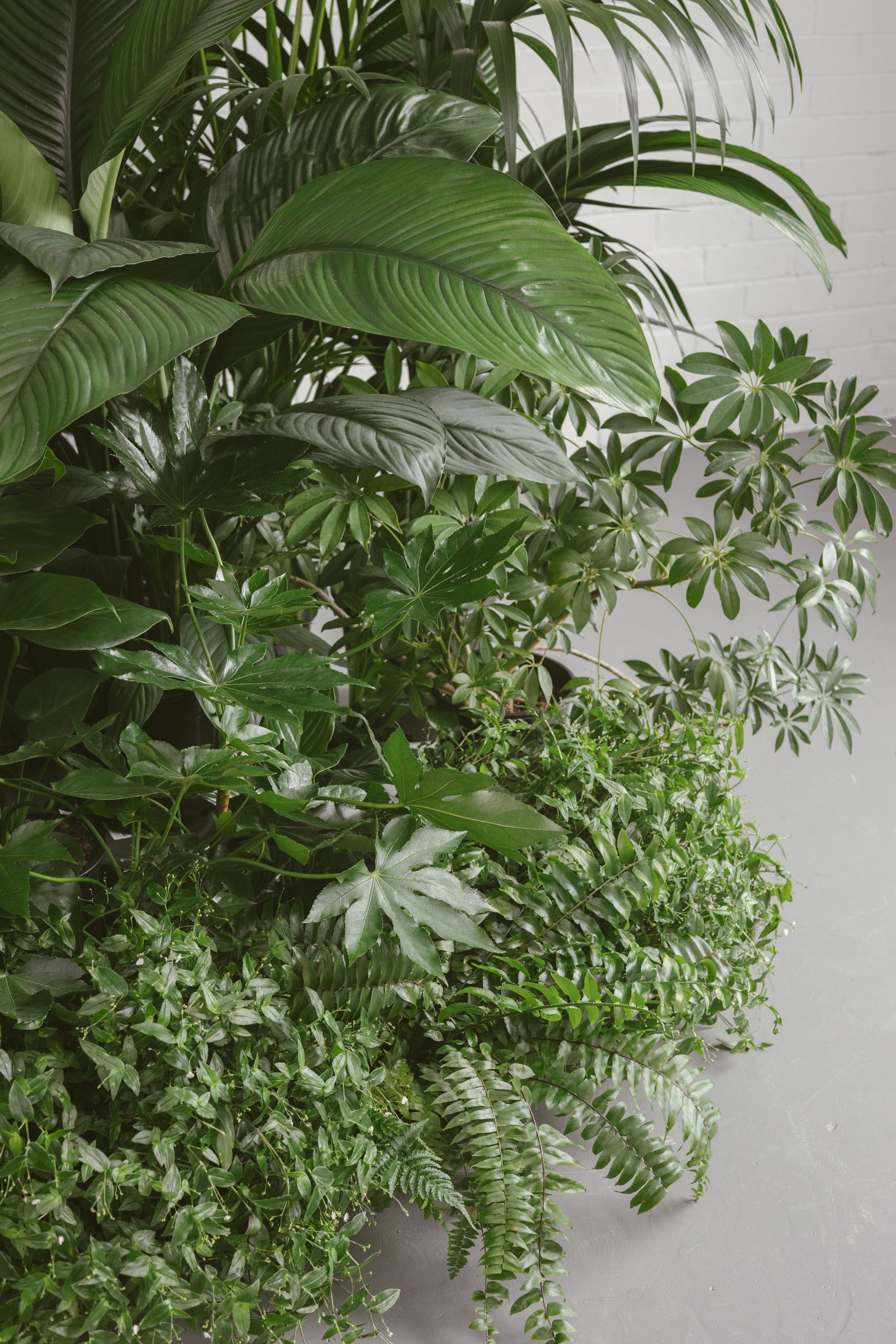 Tropical Edit Plant Styling