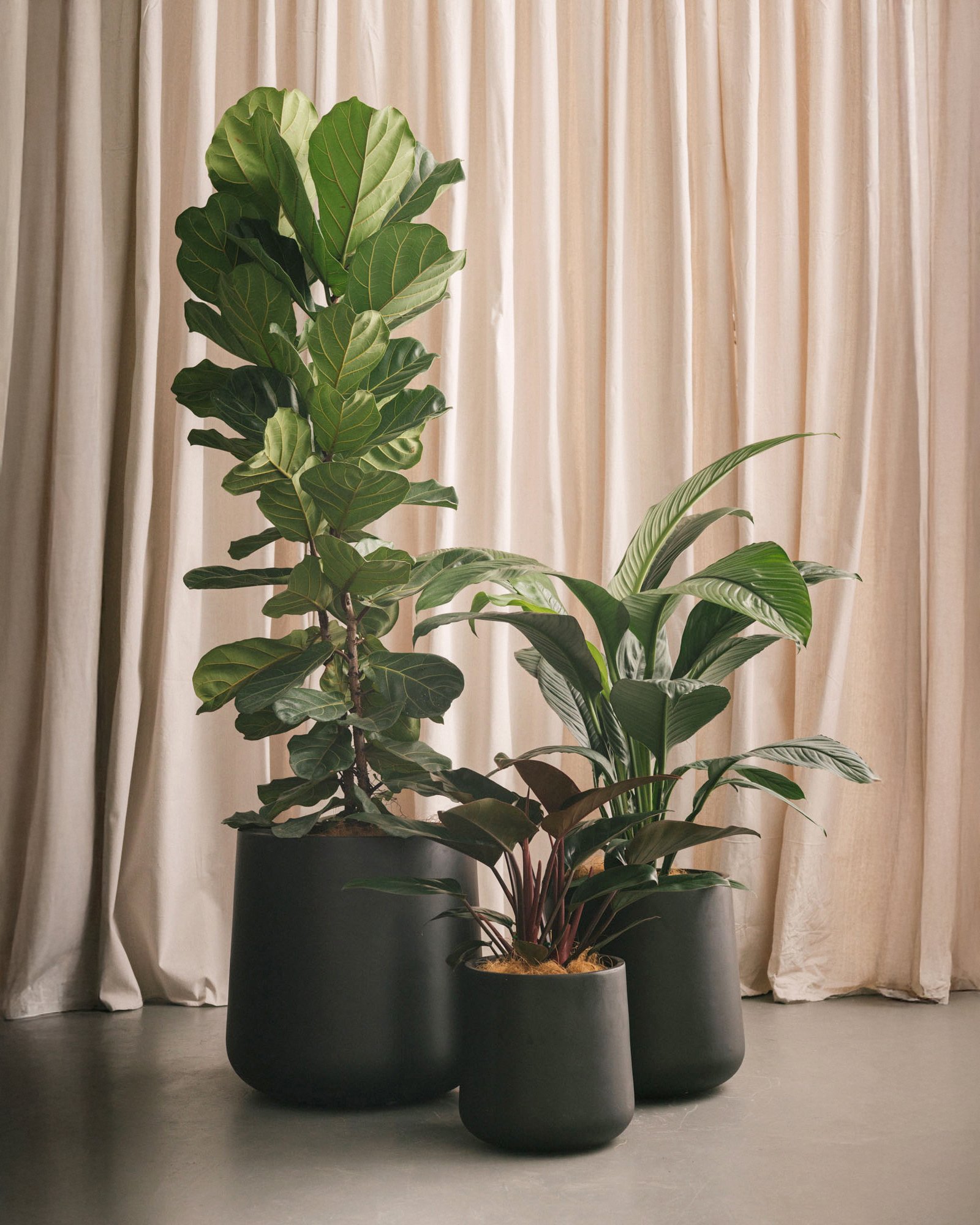 plant styling - black tapered planters - planter clusters - tropical plants