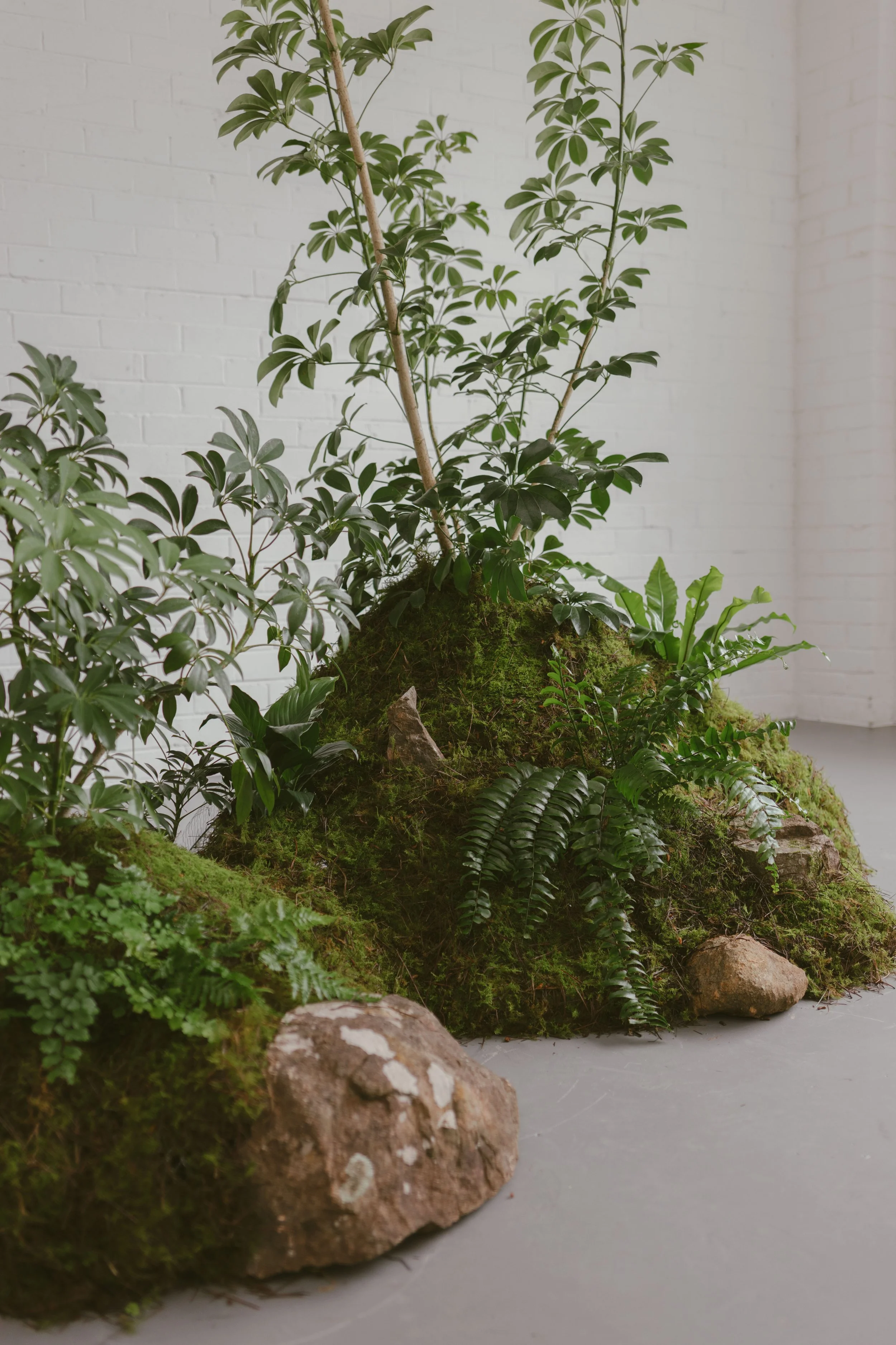 Moss installation, botanical installation Melbourne