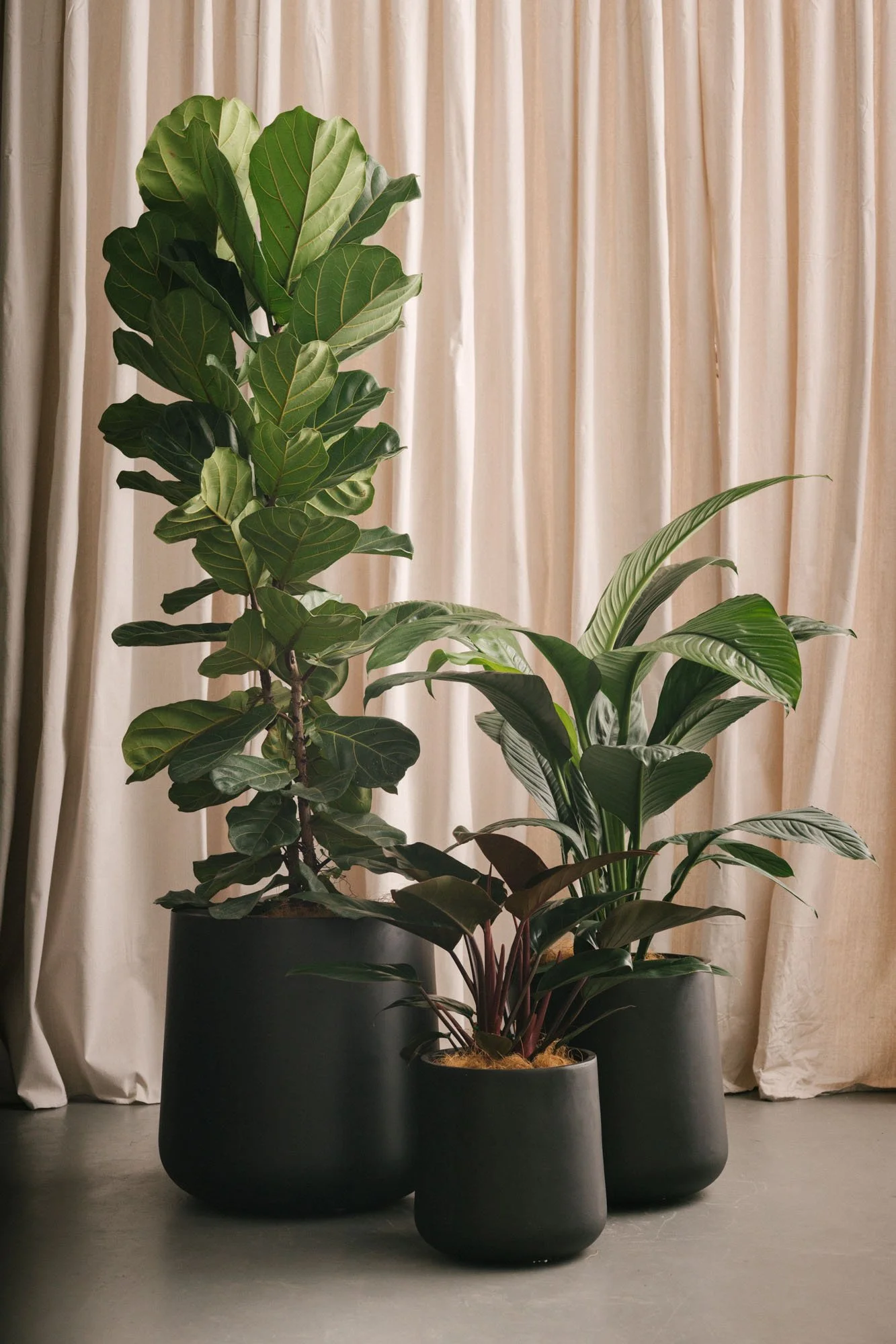Greenery Styling, Indoor Plantrs Melbourne
