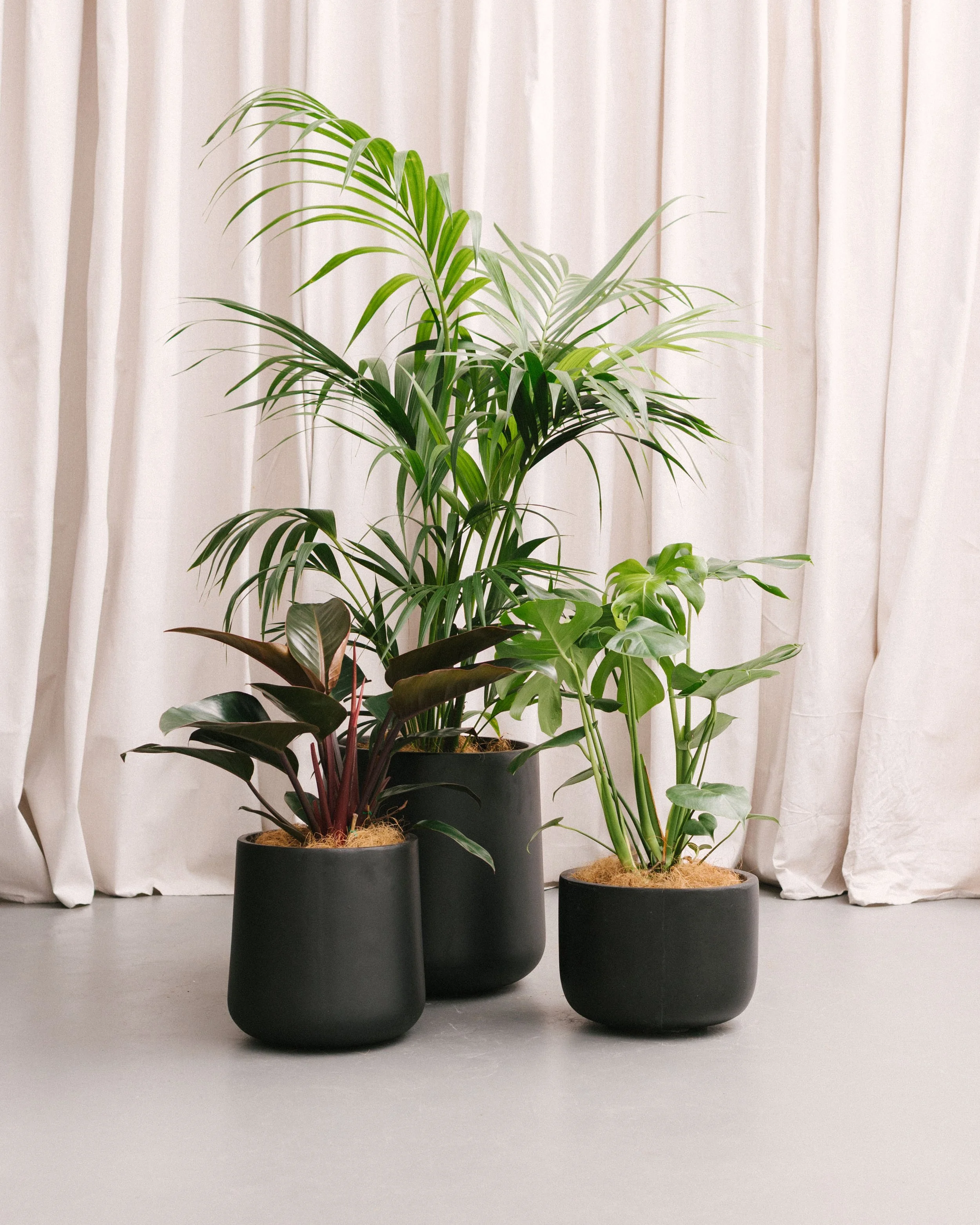 Indoor Plants