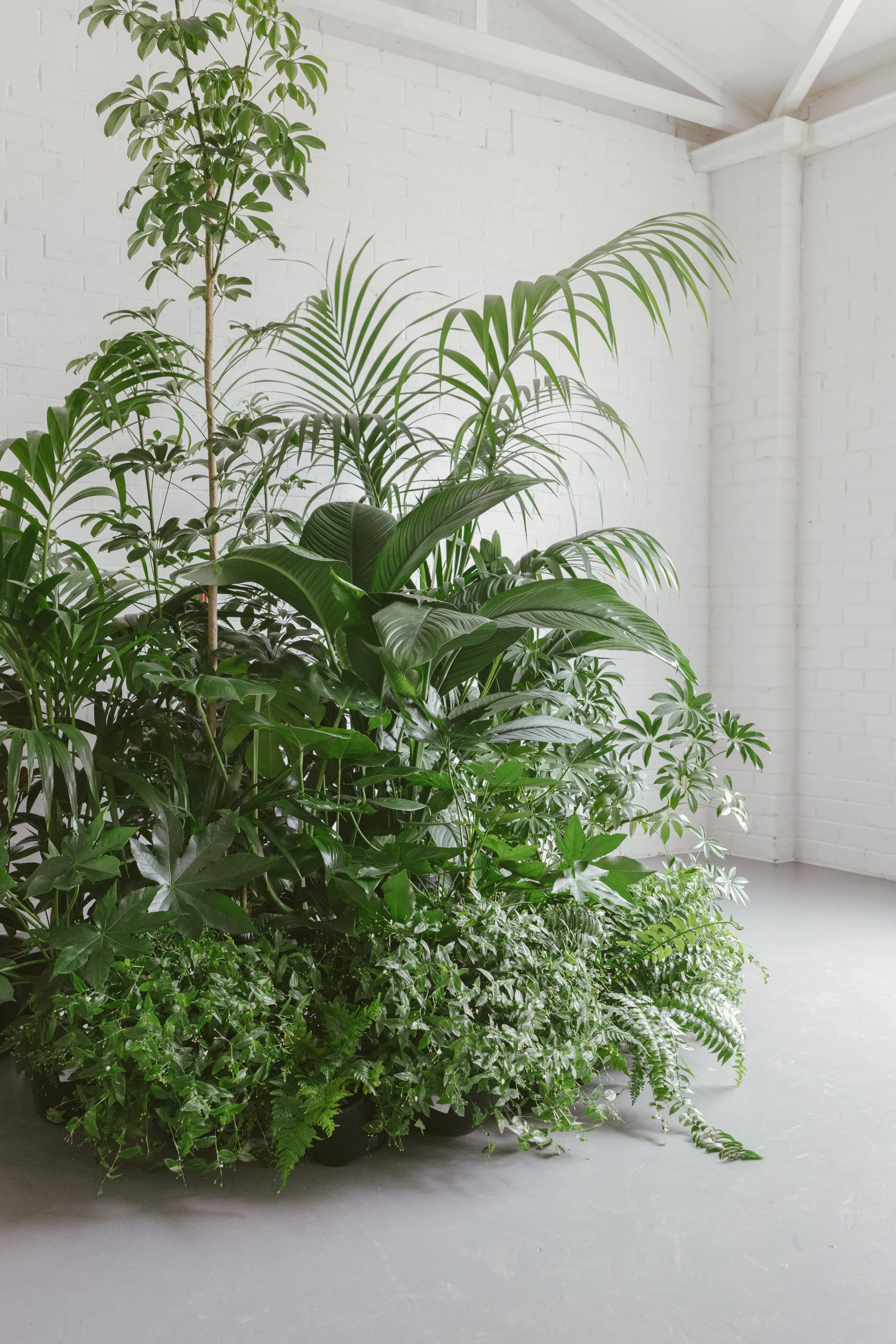 plant styling - immersive installation - tropical plant styling - melbourne