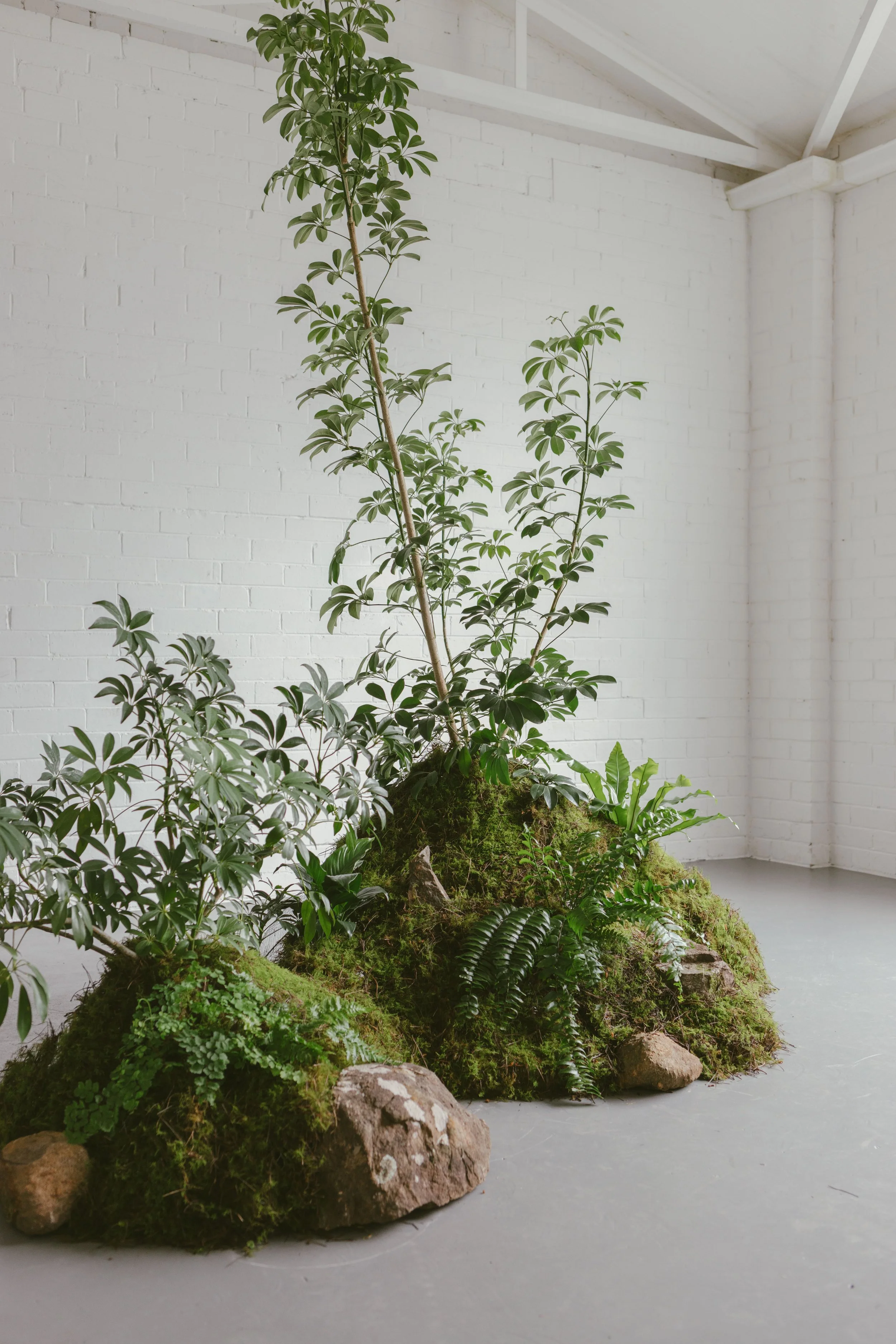 moss garden - plant styling -greenery installation melbourne - melbourne plant hire