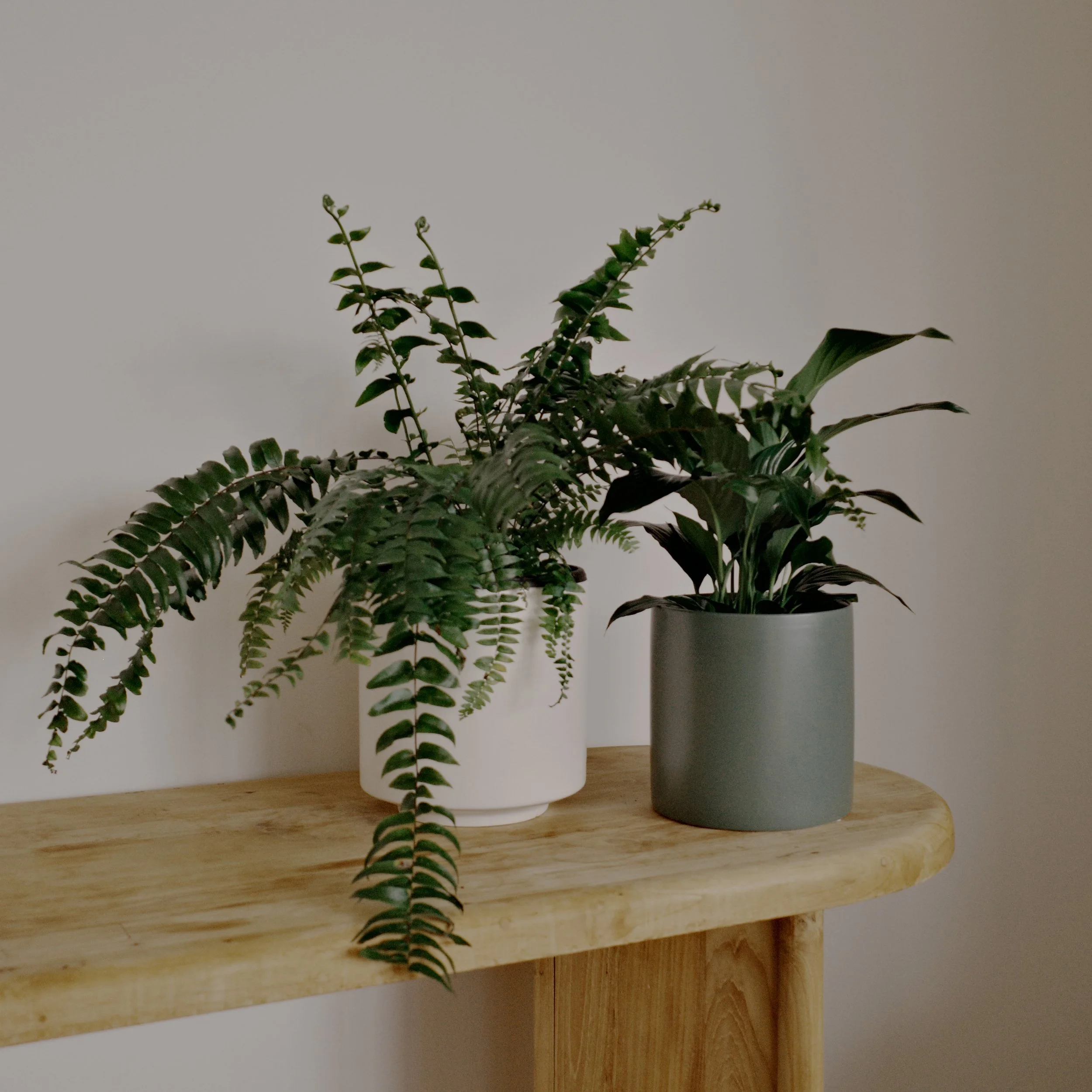 Table Plants, Greenery Styling Melbourne