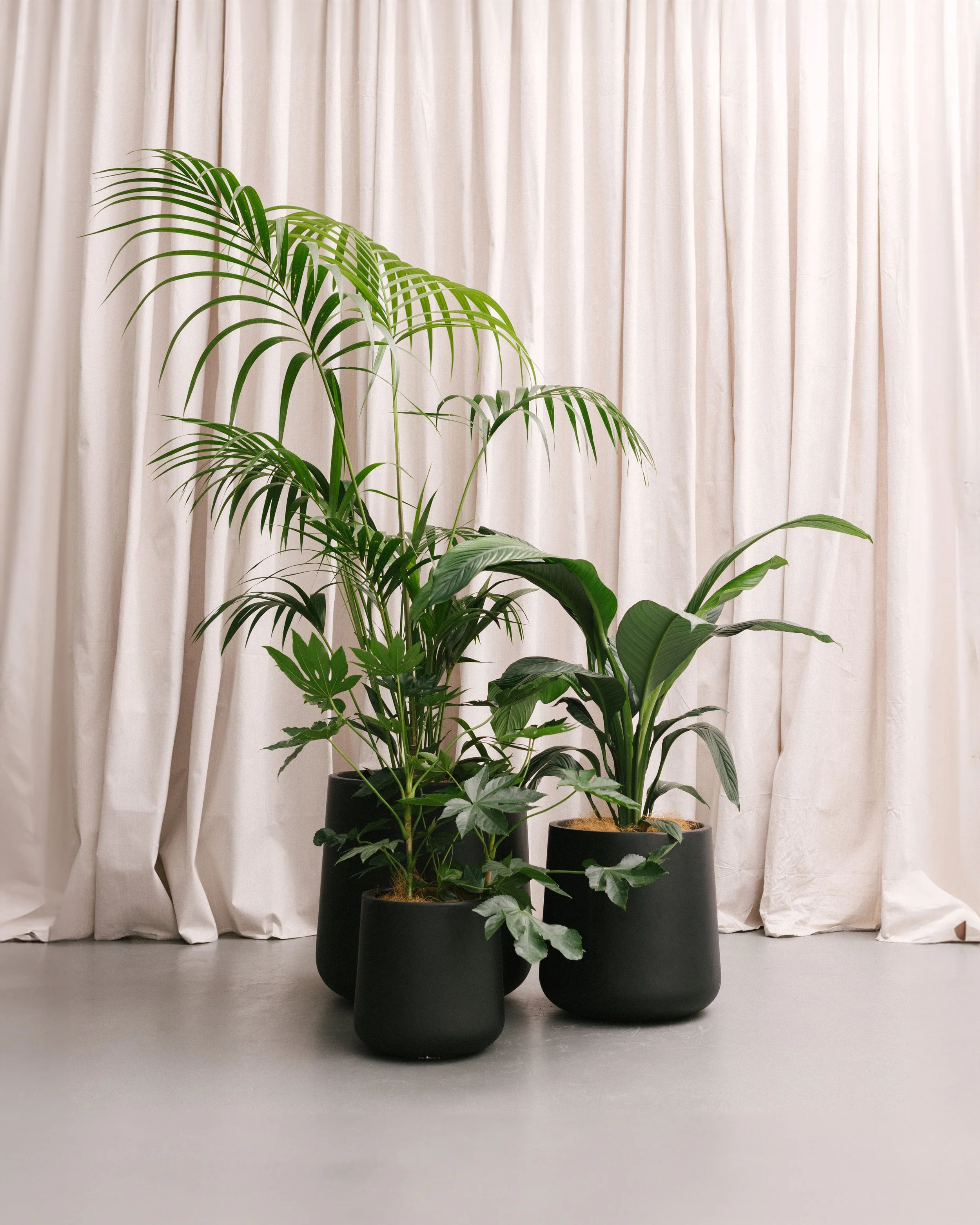 tropical plant cluster - melbourne indoor plant hire