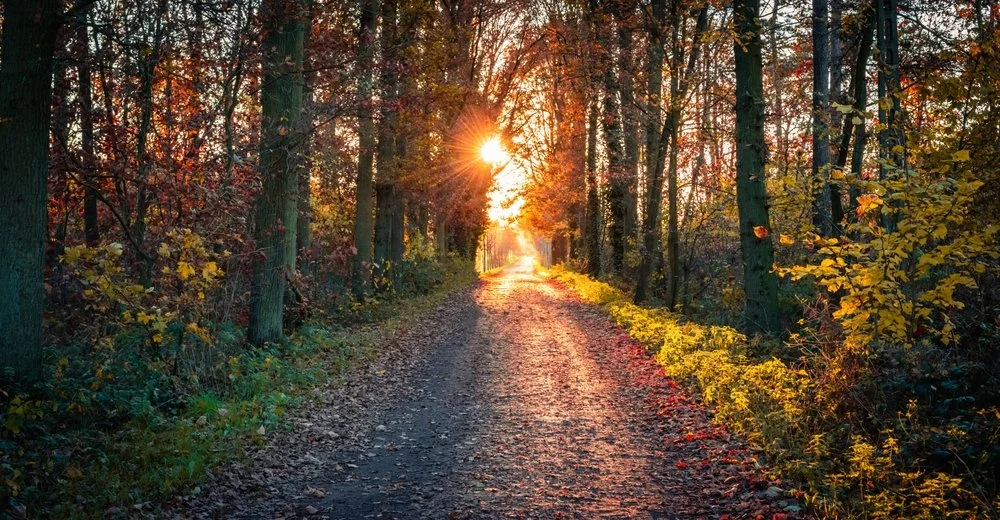 A dirt path through a forest with colorful autumn leaves and the sun setting in the distance.