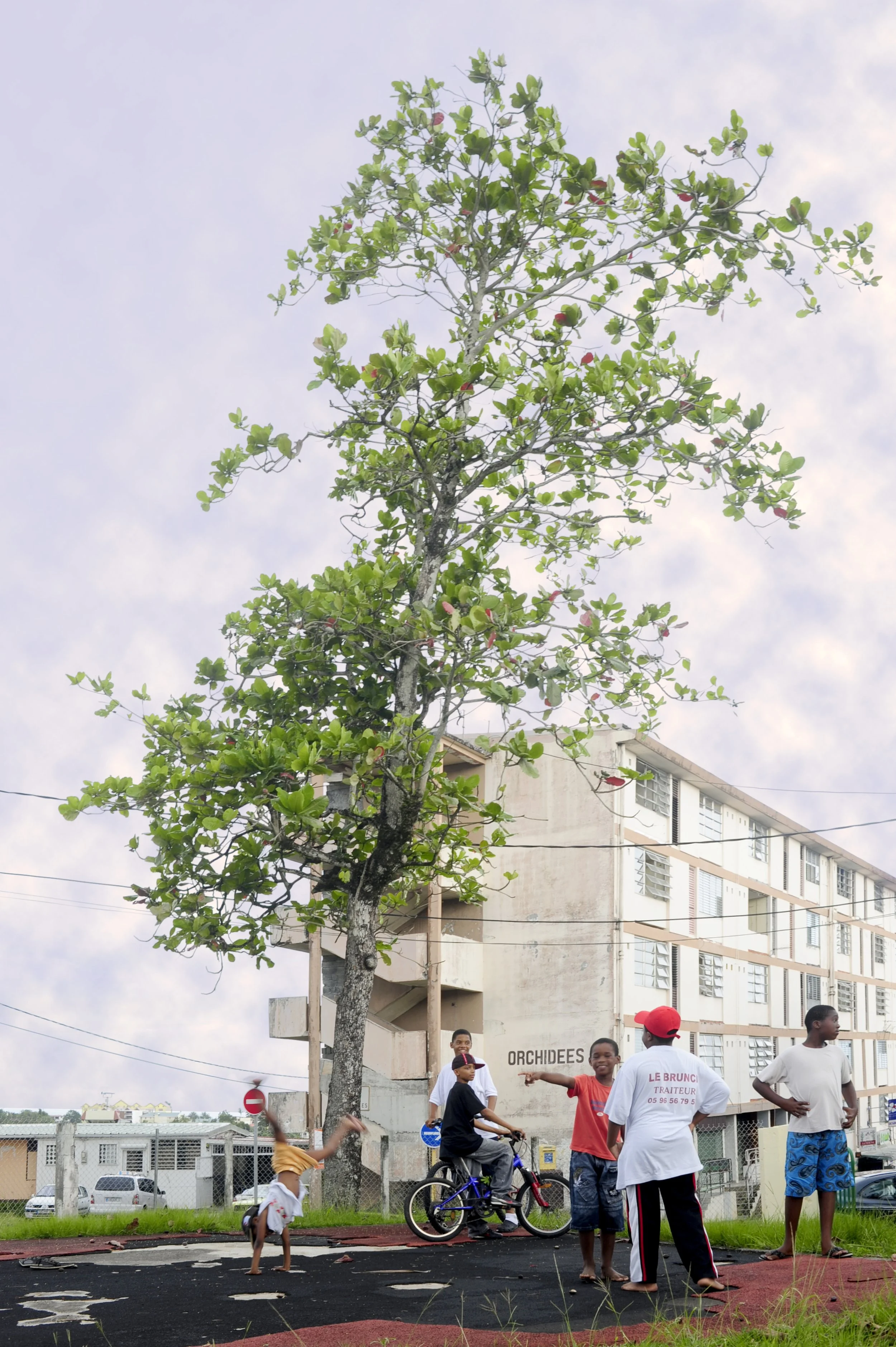 Un groupe d'enfants jouant sous un grand arbre près d'un immeuble résidentiel en arrière-plan.