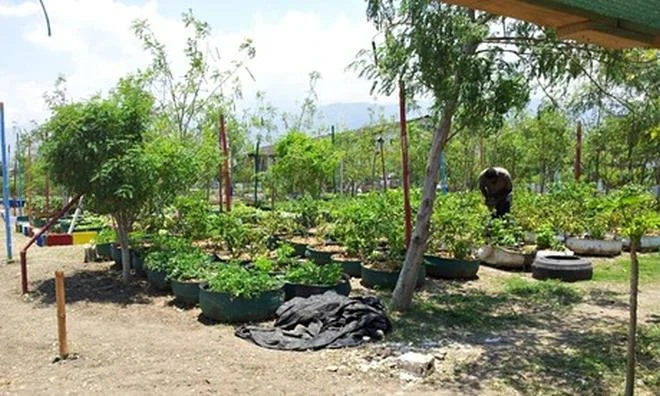 Haiti slum blooms into urban oasis