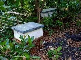 Beekeeping an alternative activity for fishermen in St-Jean du Sud