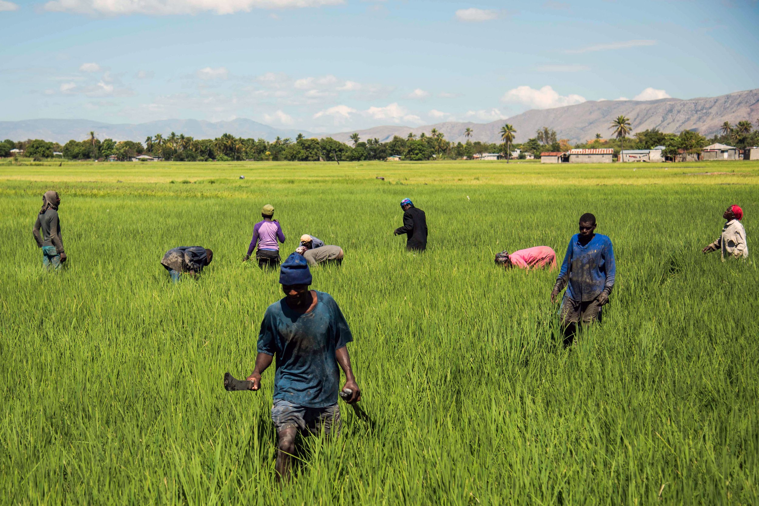 In Haiti, Golden Hopes in a Yellow Grain