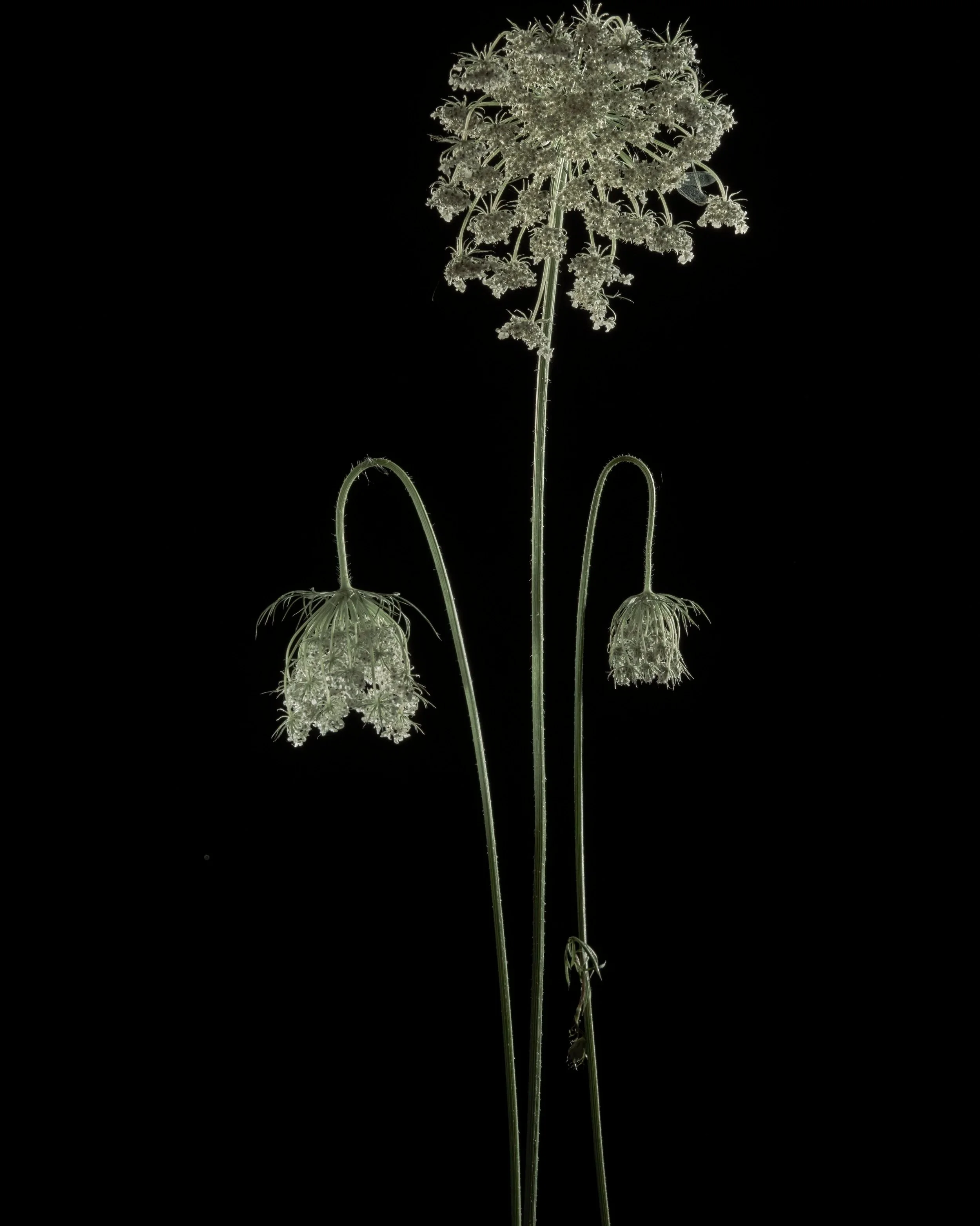 Teasel II