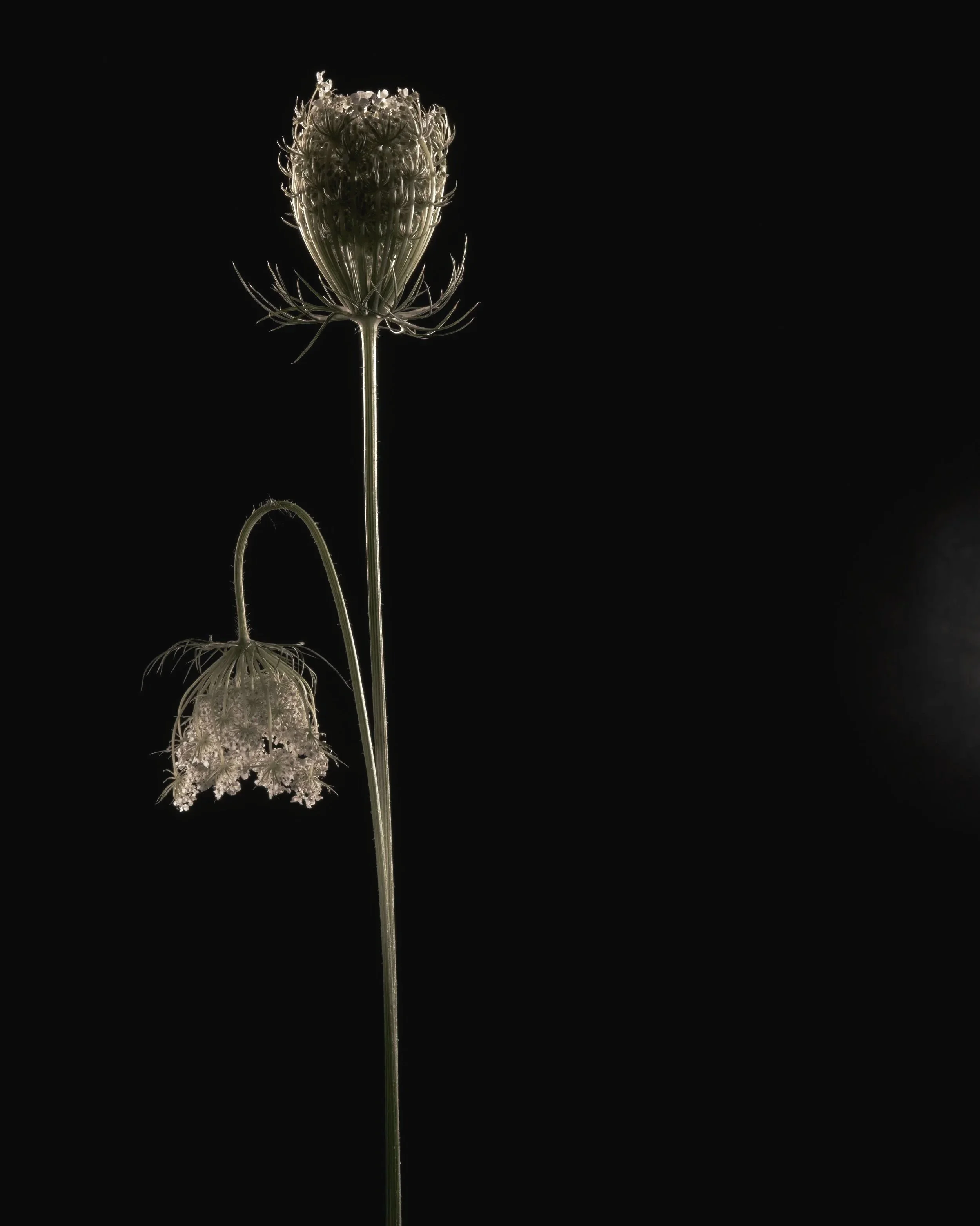 Teasel I