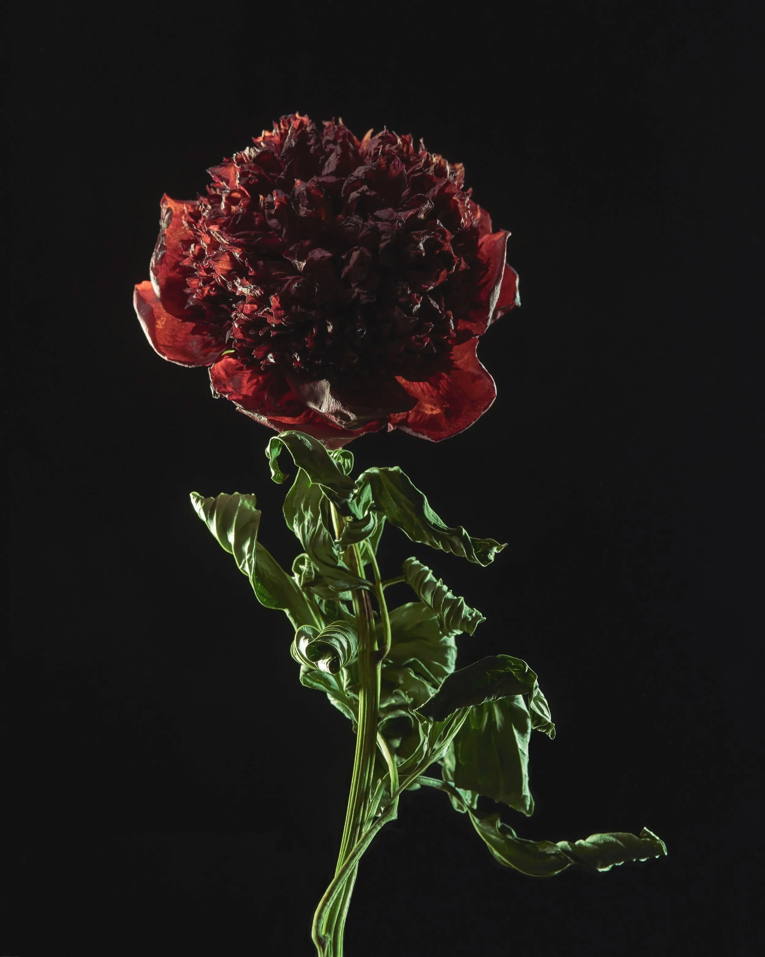 Peony I