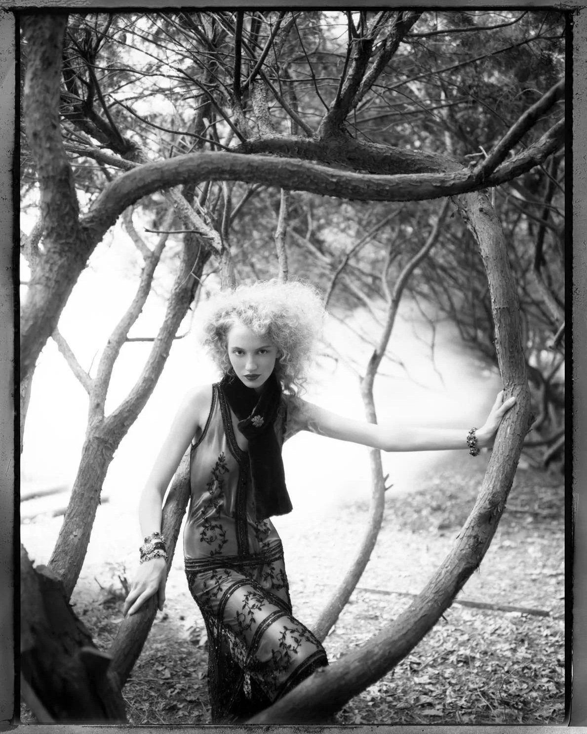 Amongst the Branches