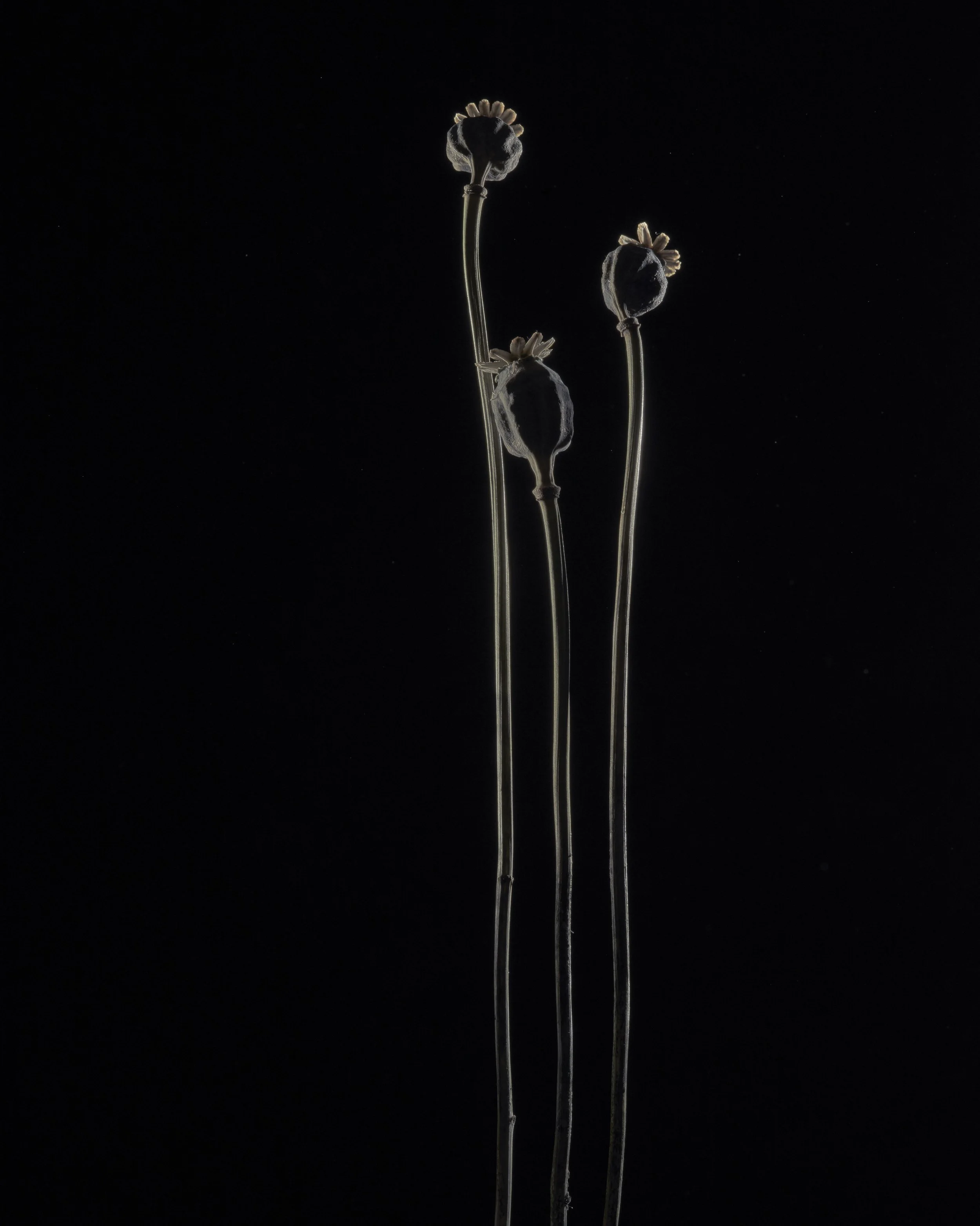 Poppy Pods I