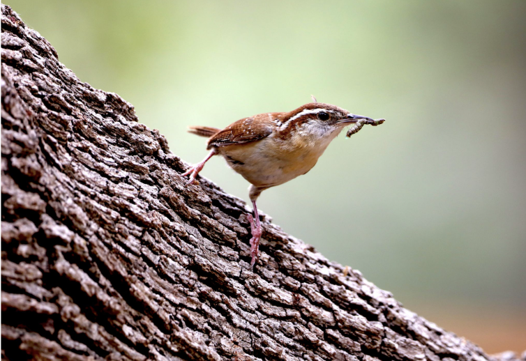 Golden autumn maple leaves representing equity and the shared human experience of the natural cycle