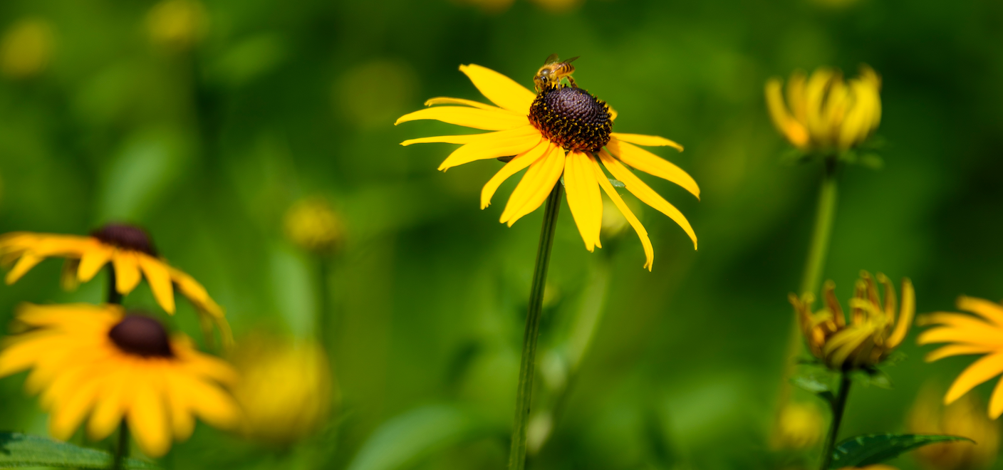 Common Ground Series: Planting Natives