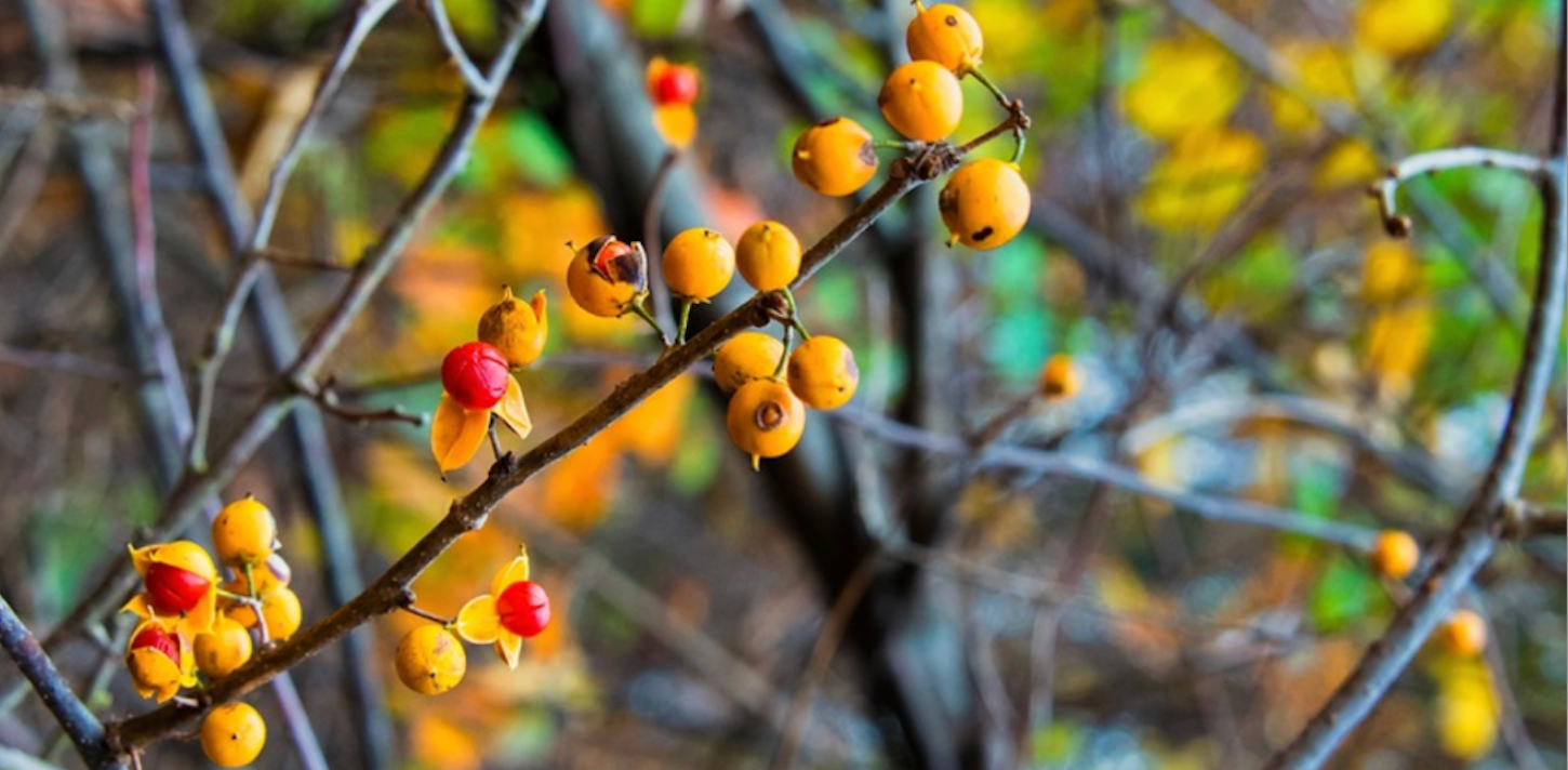 Common Ground Series: Tackling Invasives