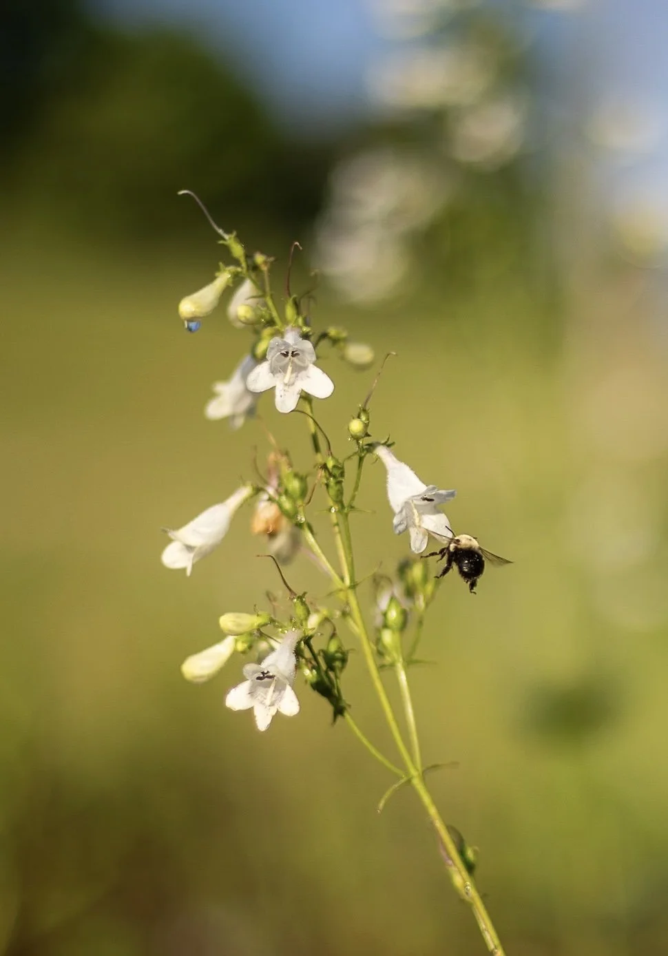 Natural Burial Ground BioBlitz! 