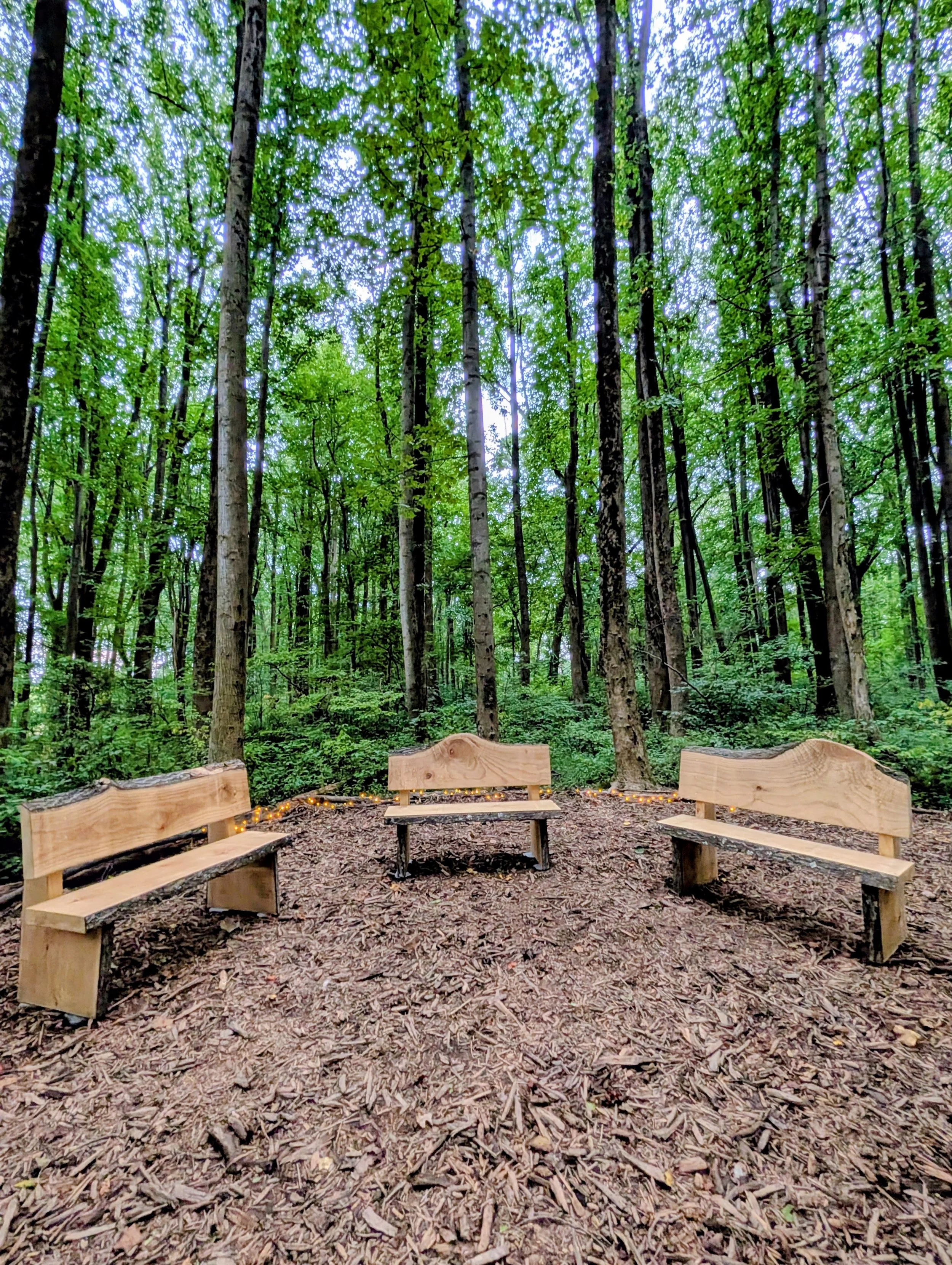 Reflection Park is all about meaningful connection to the natural cycle of life, death, and renewal. So it is especially significant that repurposed invasive “Princess Trees”  (Paulownia tomentosa)  have begun their second life as beautiful benches 