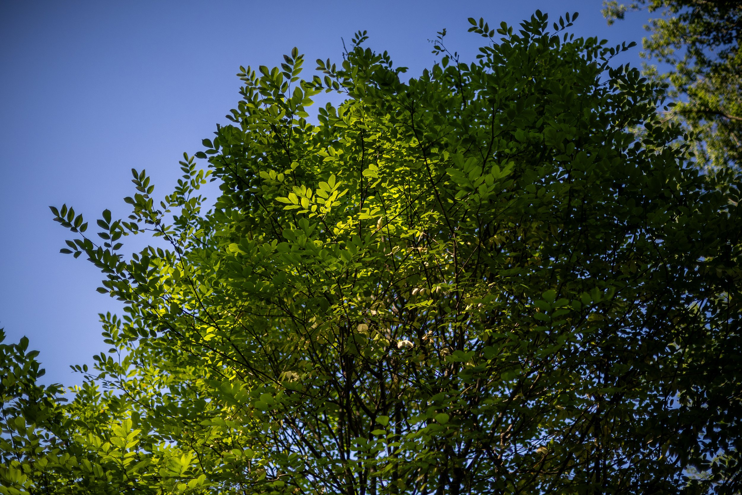 Common Ground Series: Preparing the Forest Conservation Area