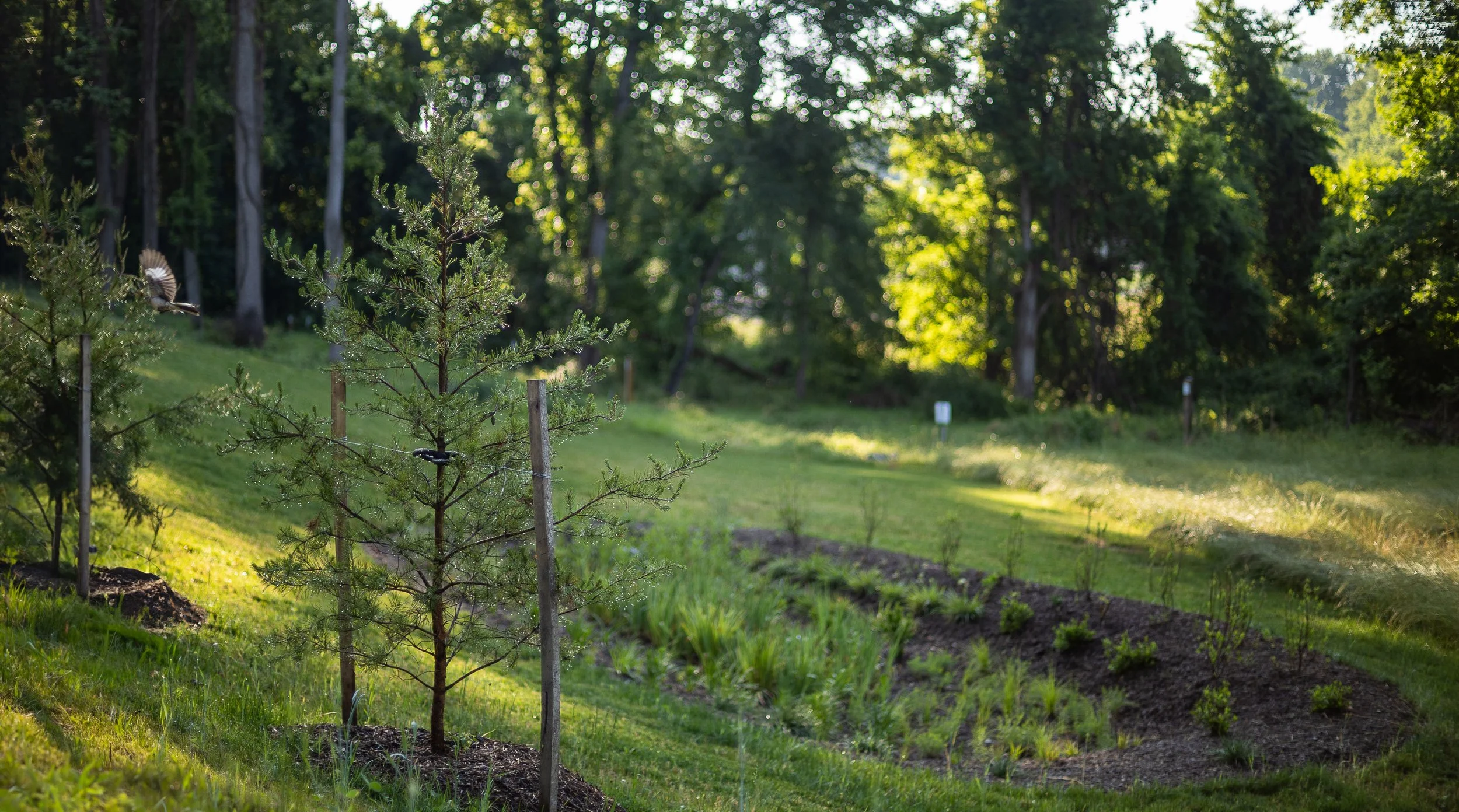 Common Ground Series: Planting New Trees
