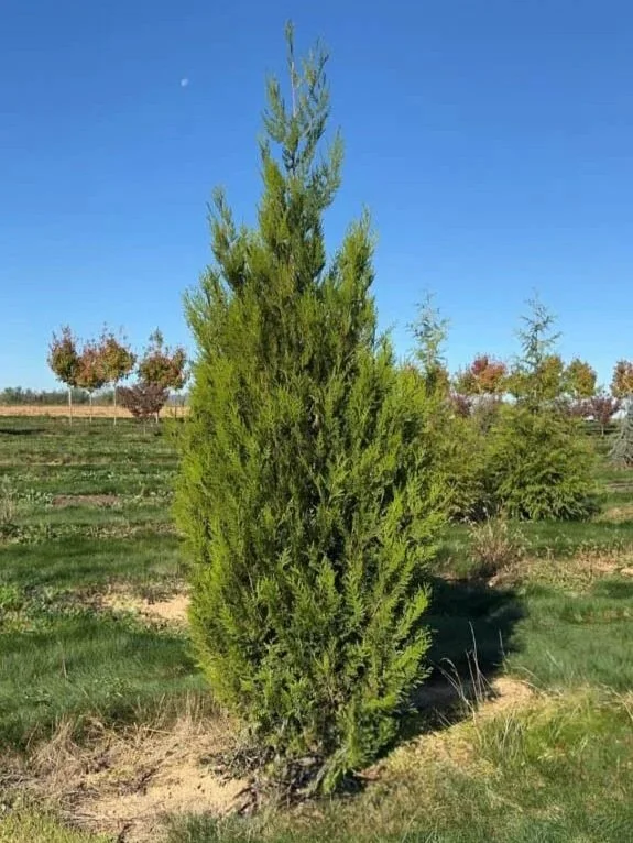 Example of a young memorial evergreen tree
