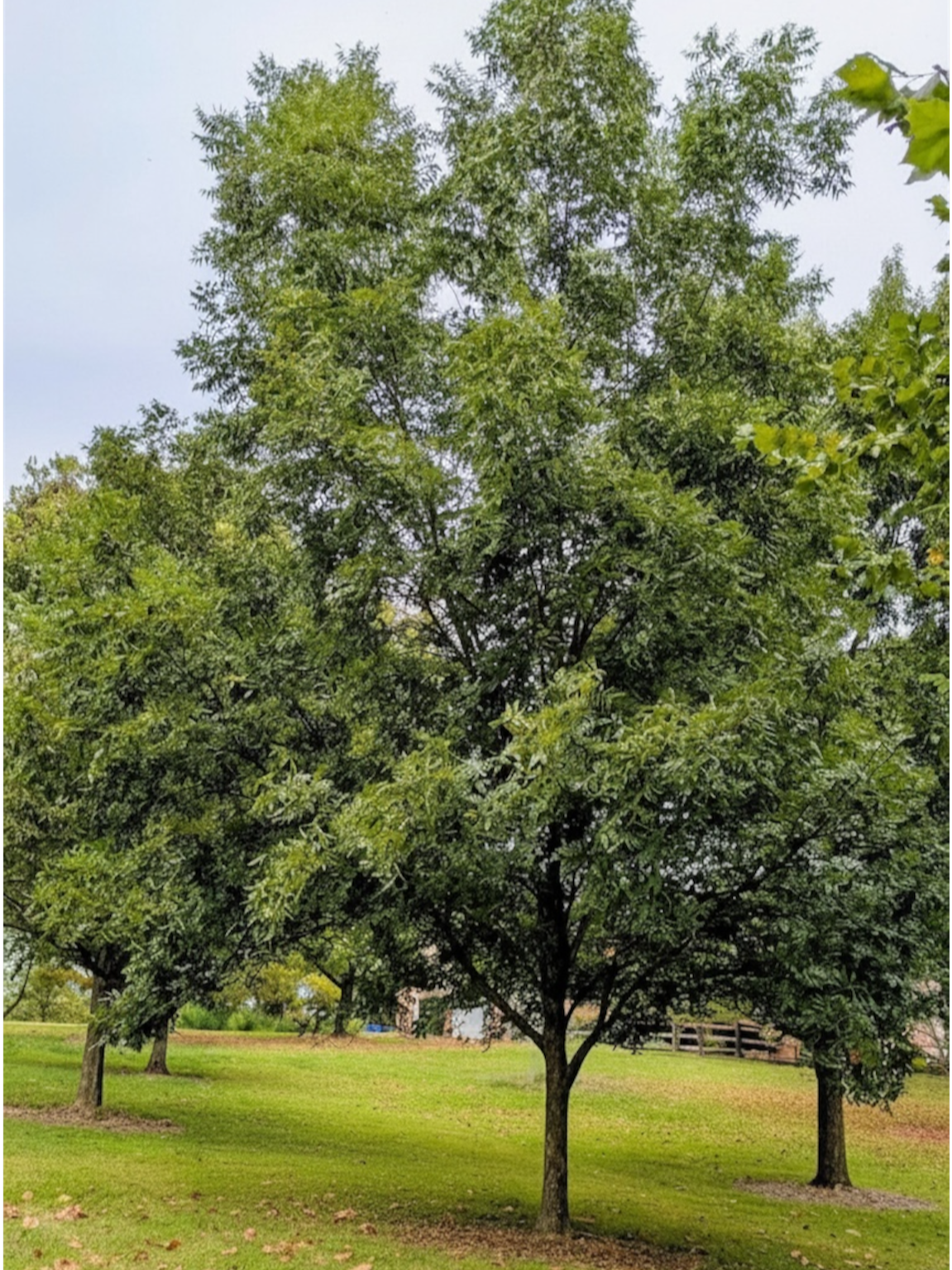 Mature Memorial Tree