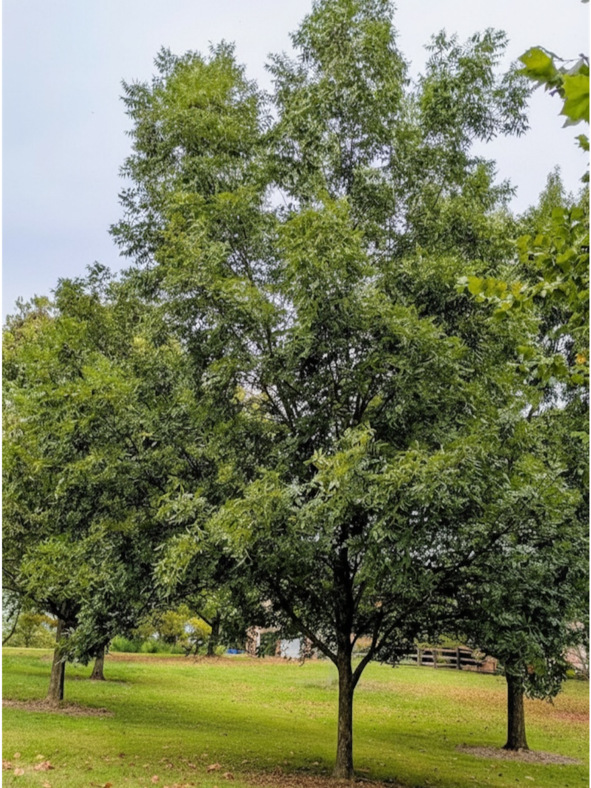 Example of a mature memorial shade tree