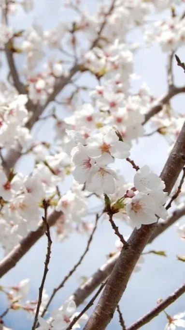 Prunus-x-yedoensis00003-1024x681.jpg