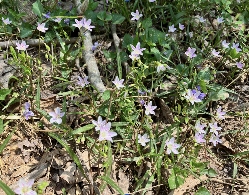 Green leaves with red berries representing care and the nurturing role of nature at Reflection Park