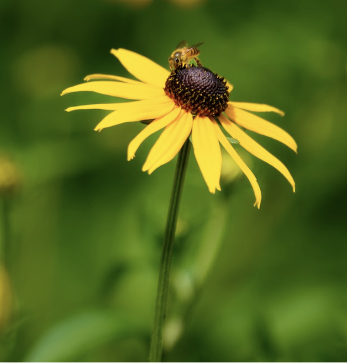 Sunlit green leaves symbolizing harmony between nature and the cycle of life at Reflection Park
