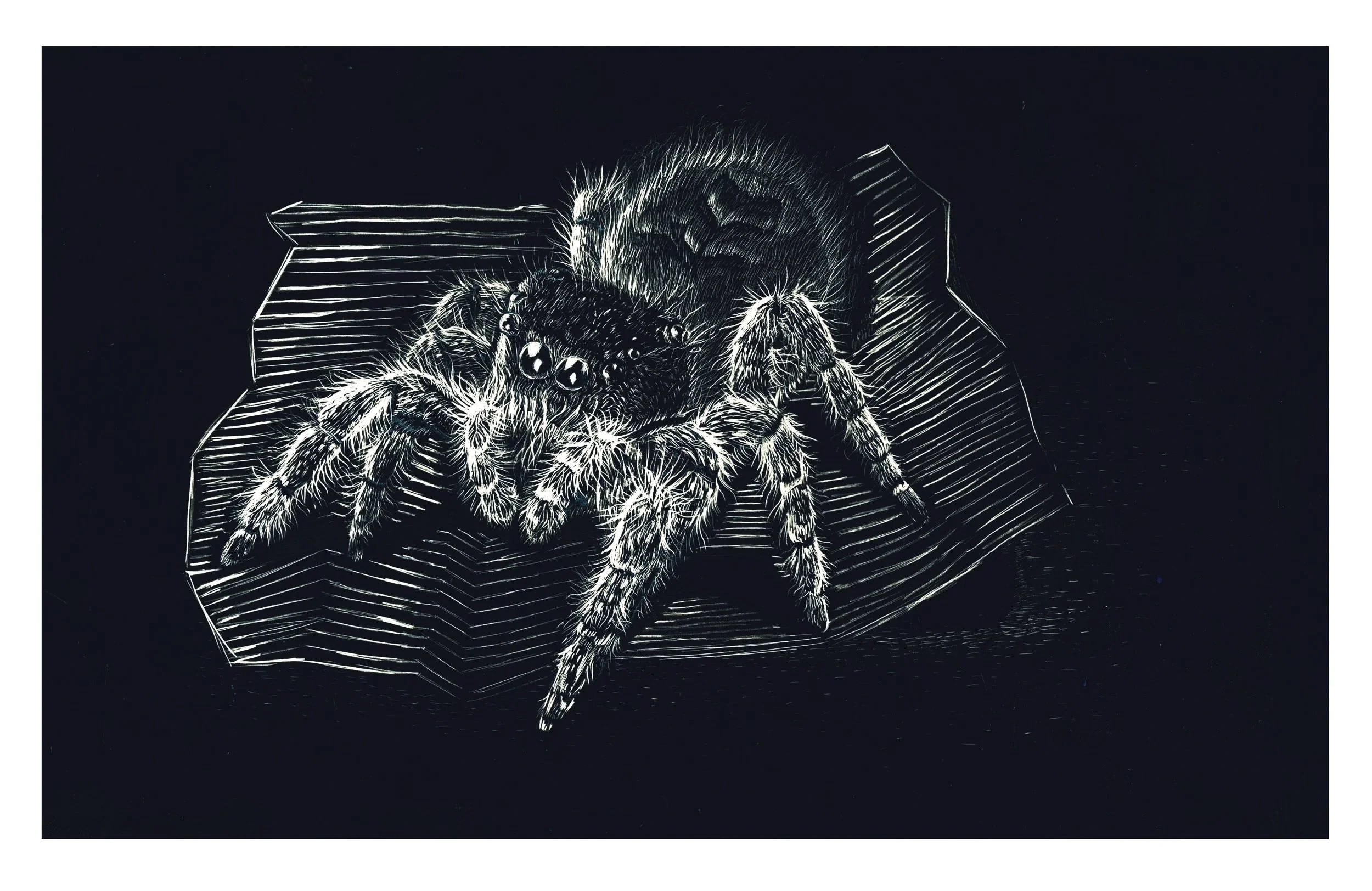 Small, But Fierce (Scratchboard)