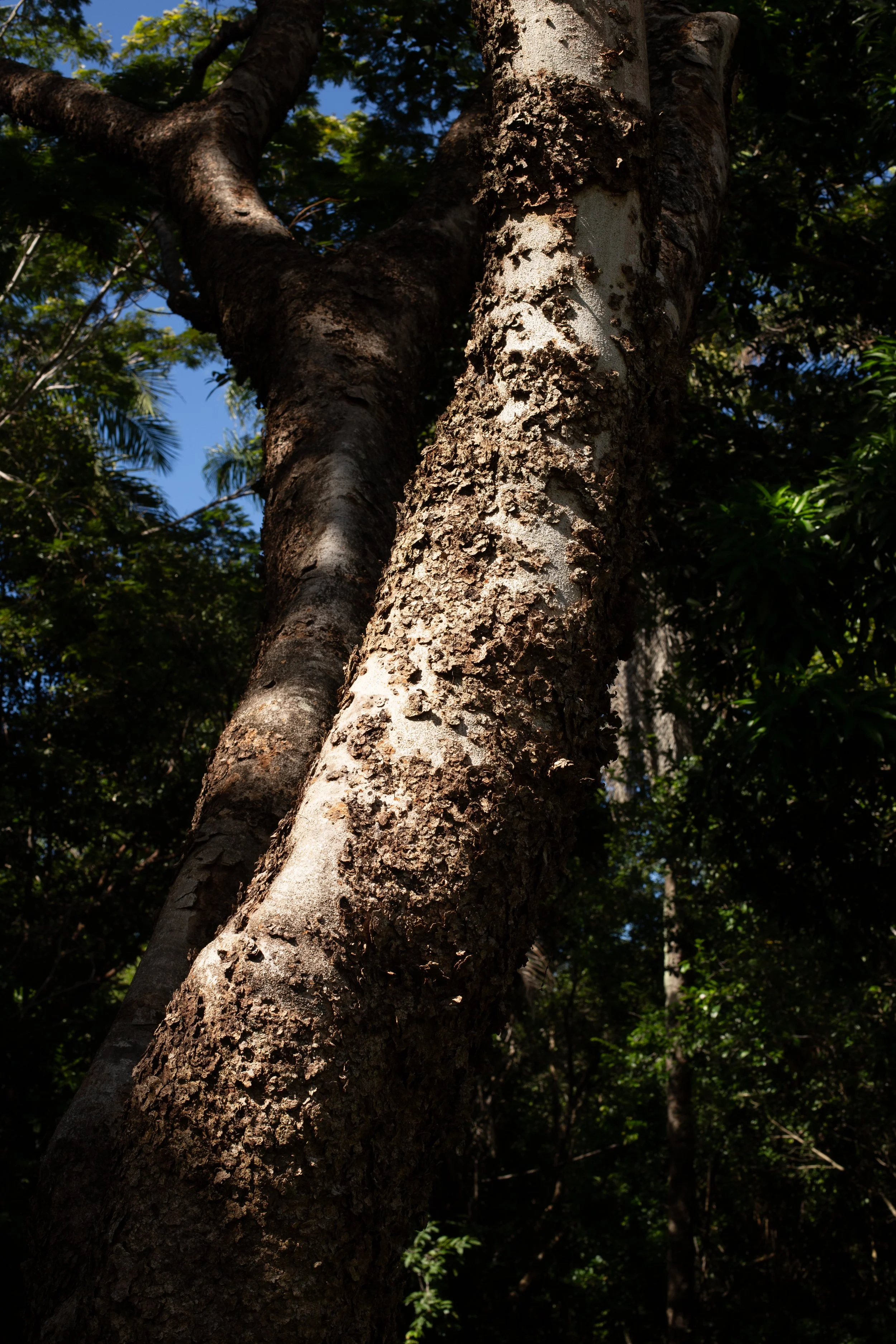 Tronco de árvore com casca áspera em uma floresta sob céu claro