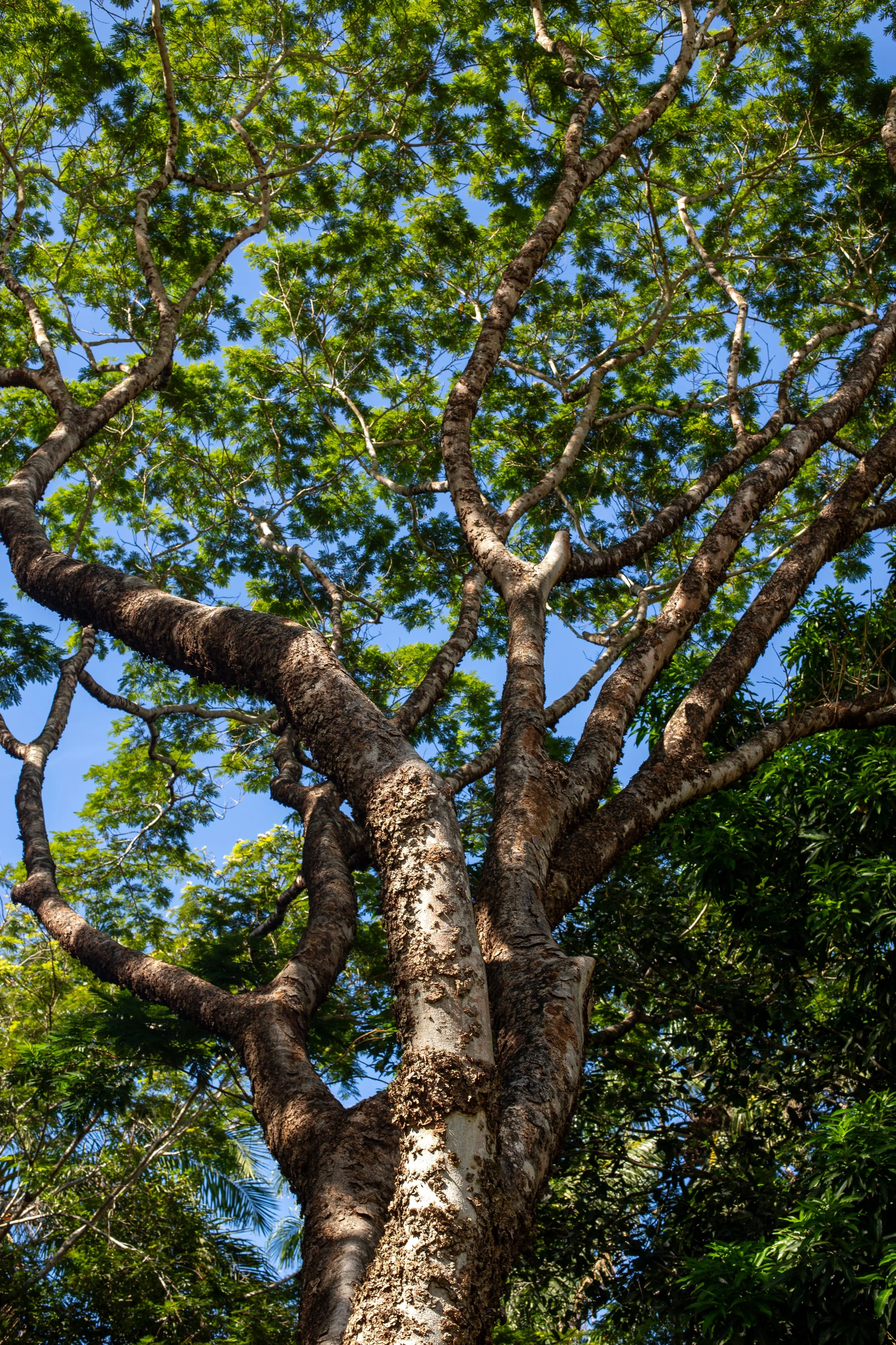 Vista de baixo para um tronco de árvore com galhos retorcidos, folhas verdes e céu azul ao fundo.