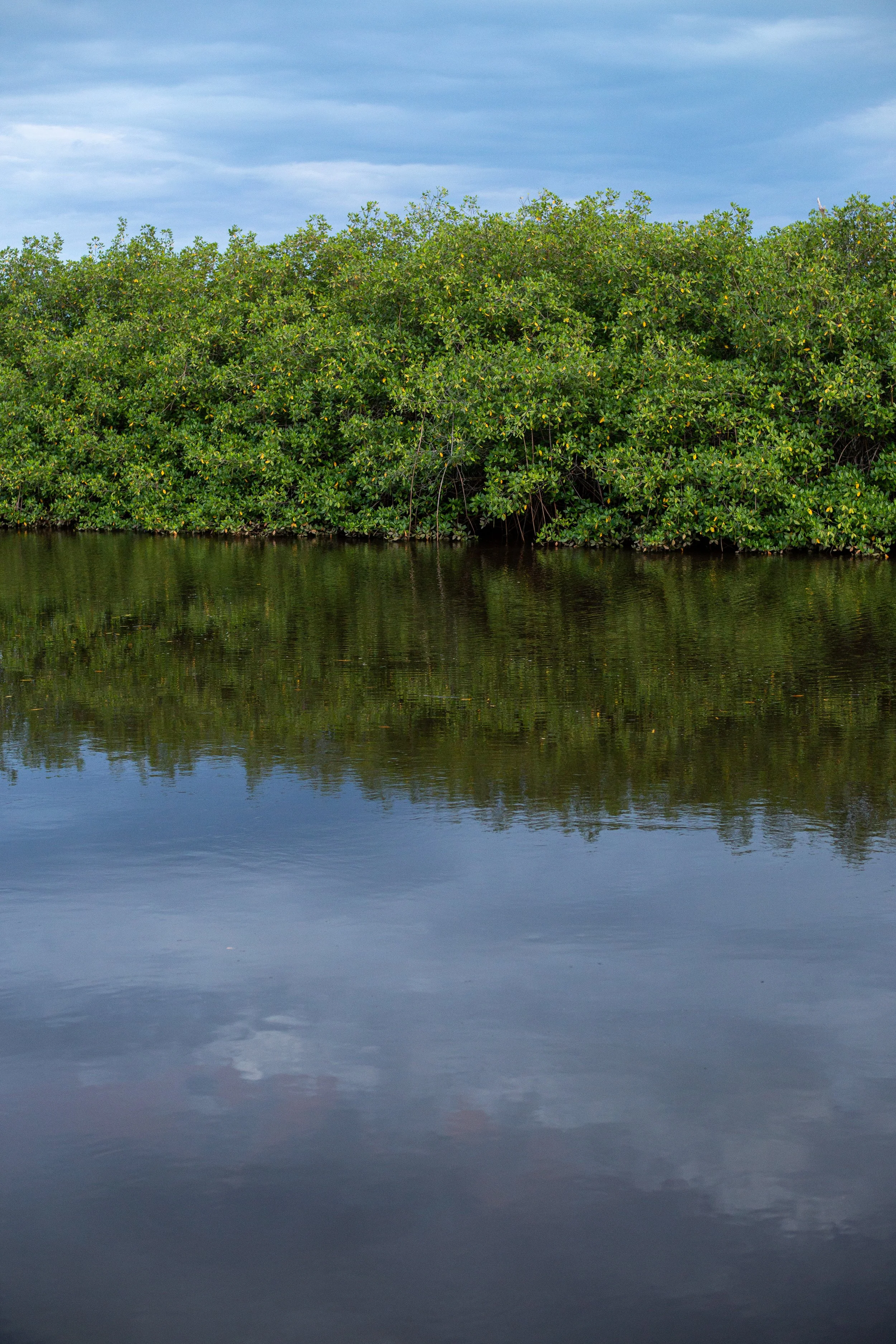 Área de manguezal com vegetação densa e reflexo na água sob céu nublado.