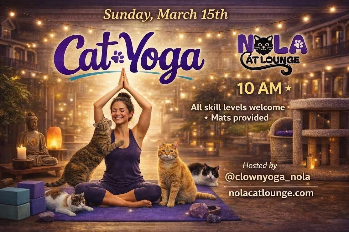 Cat Yoga