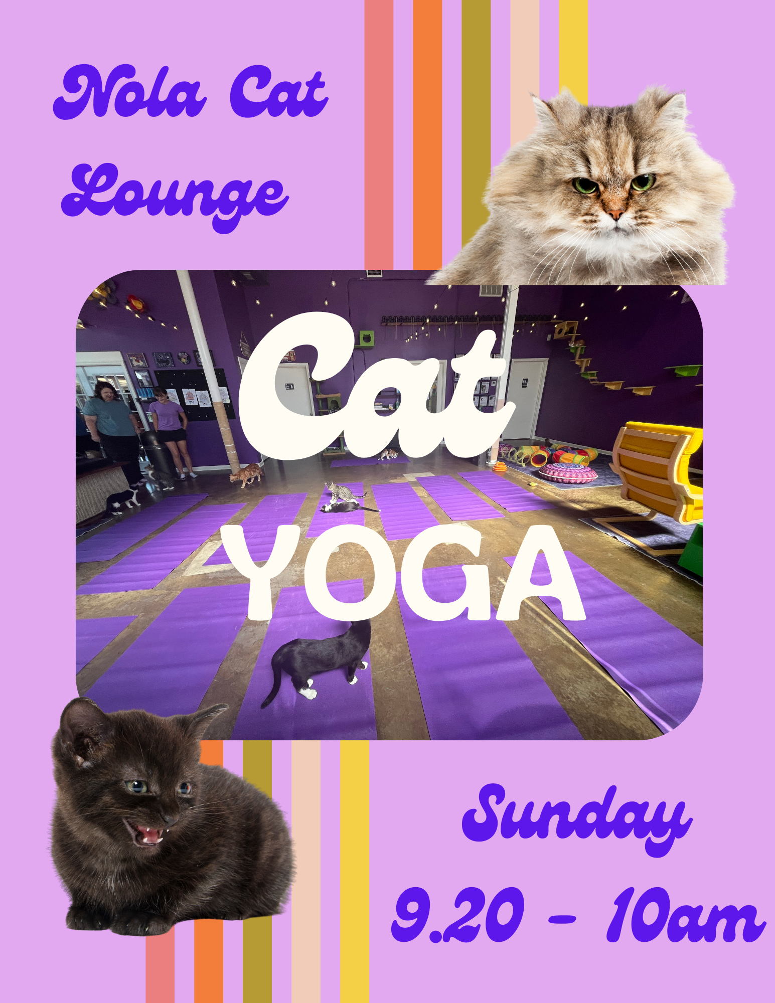 Cat Yoga at Nola Cat Lounge!