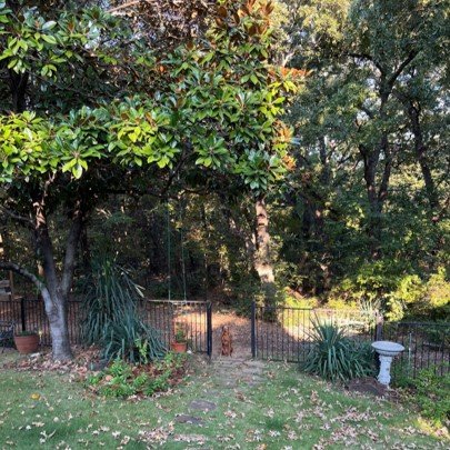 My running partner waiting patiently at the gate.