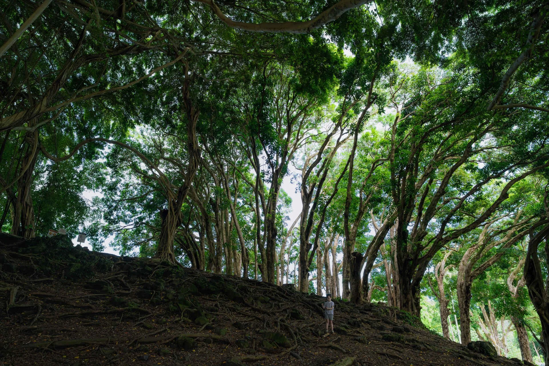 Hawaii 2024-16 Web.jpg