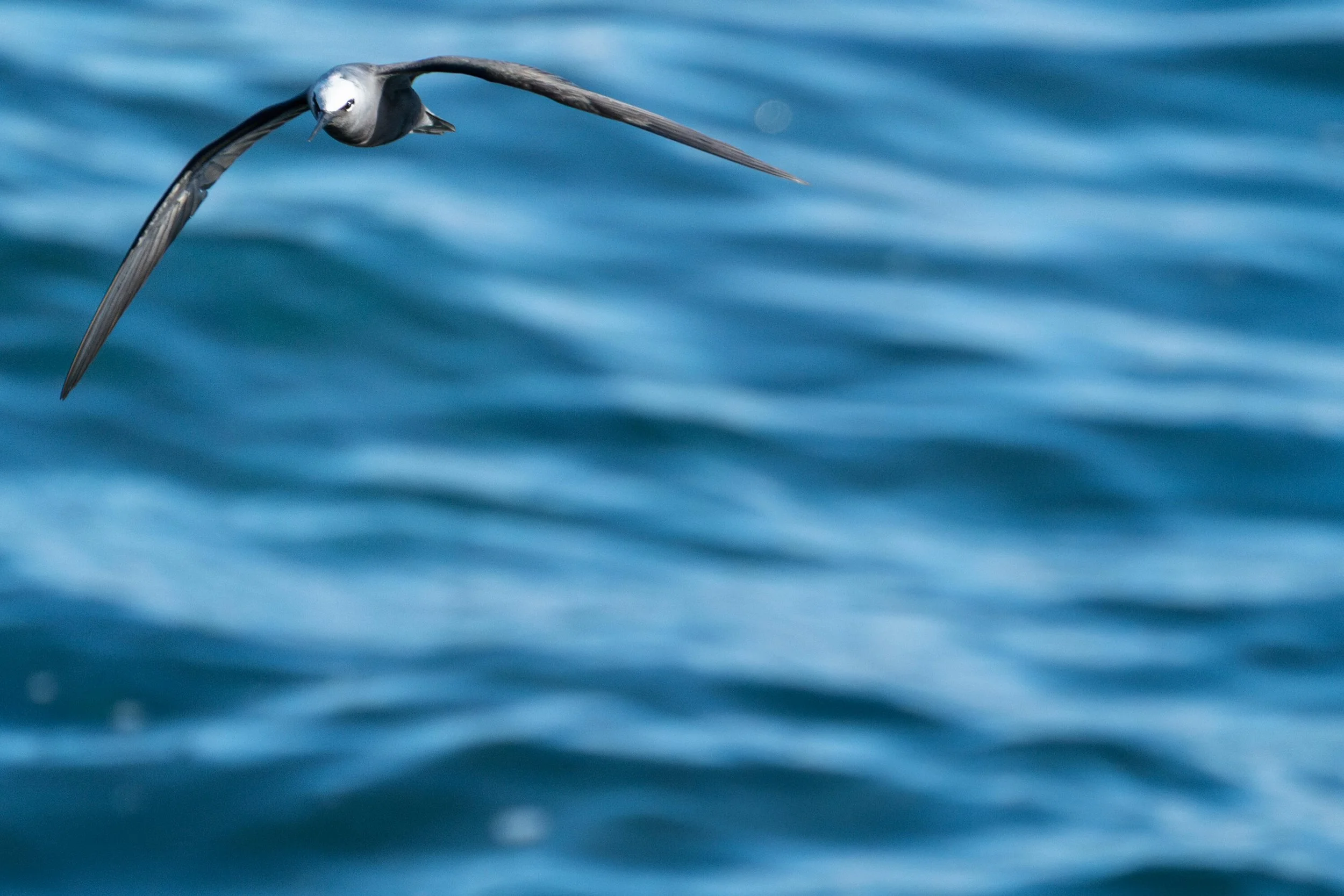 Hawaii 2024-23 Web.jpg