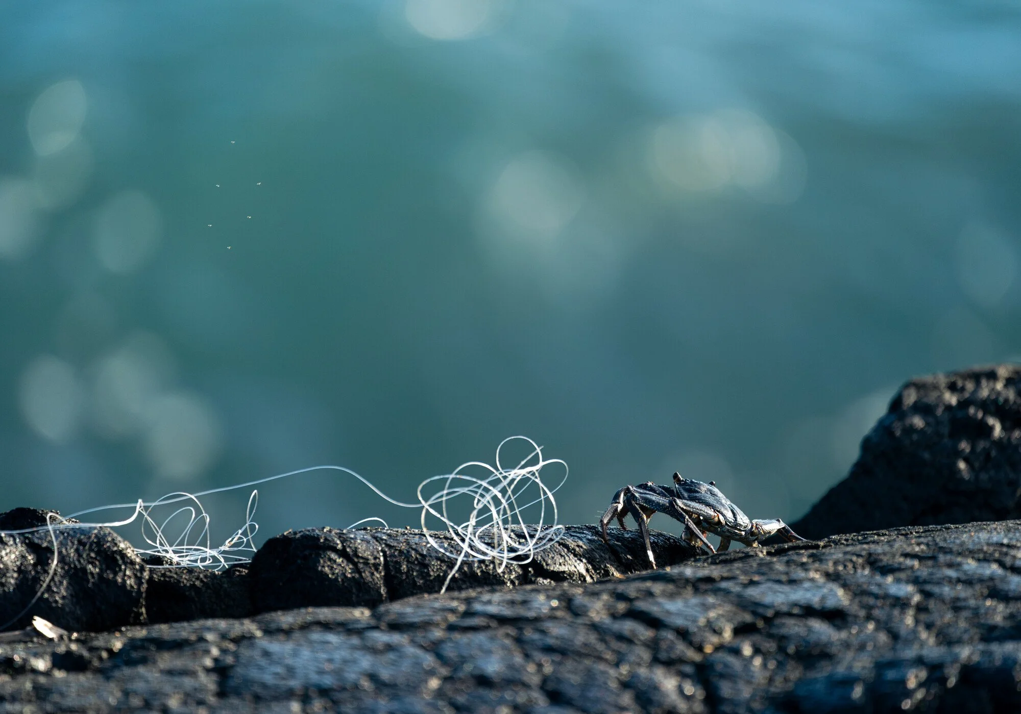 Hawaii 2024-22 Web.jpg