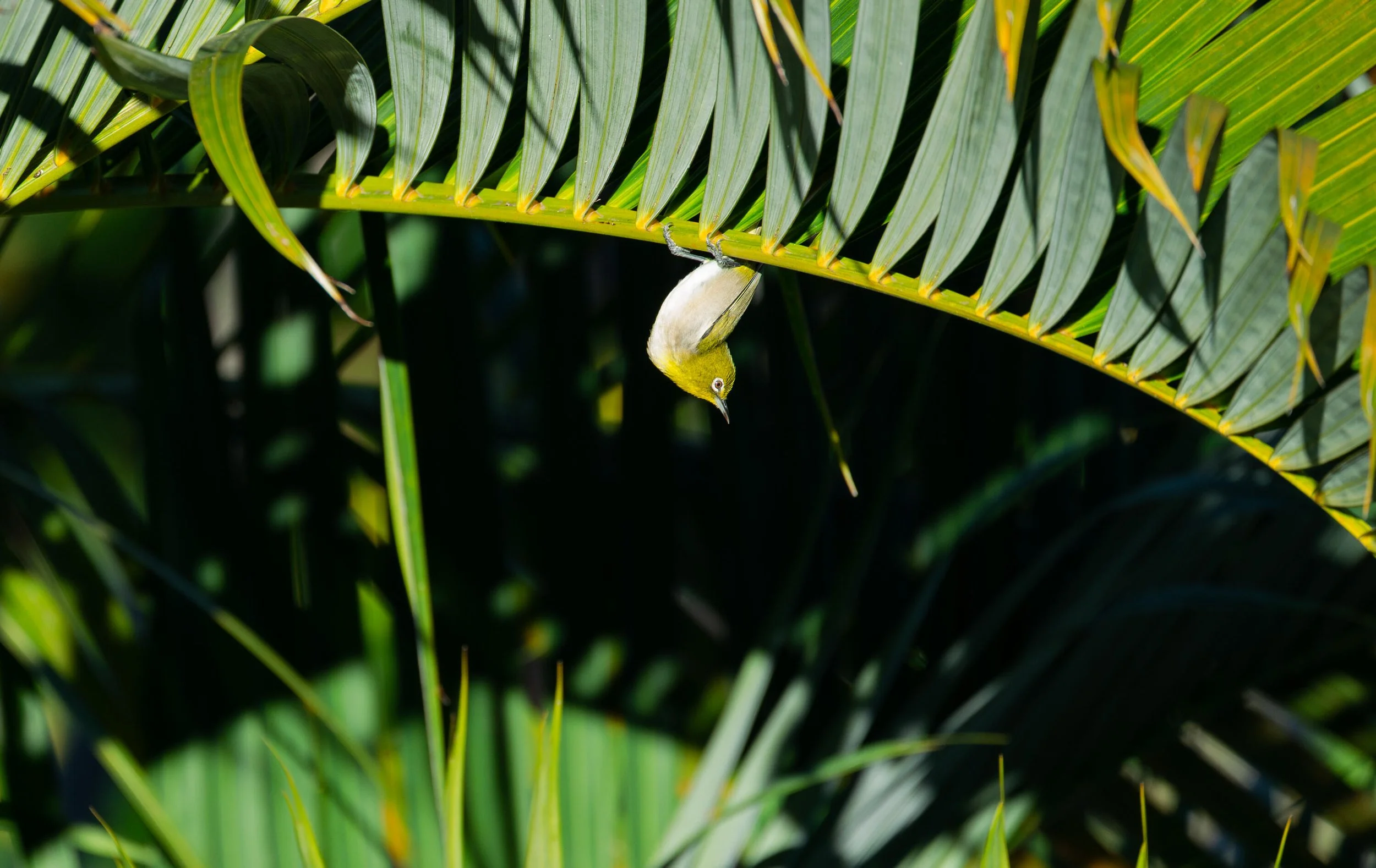 Hawaii 2024-41 Web.jpg