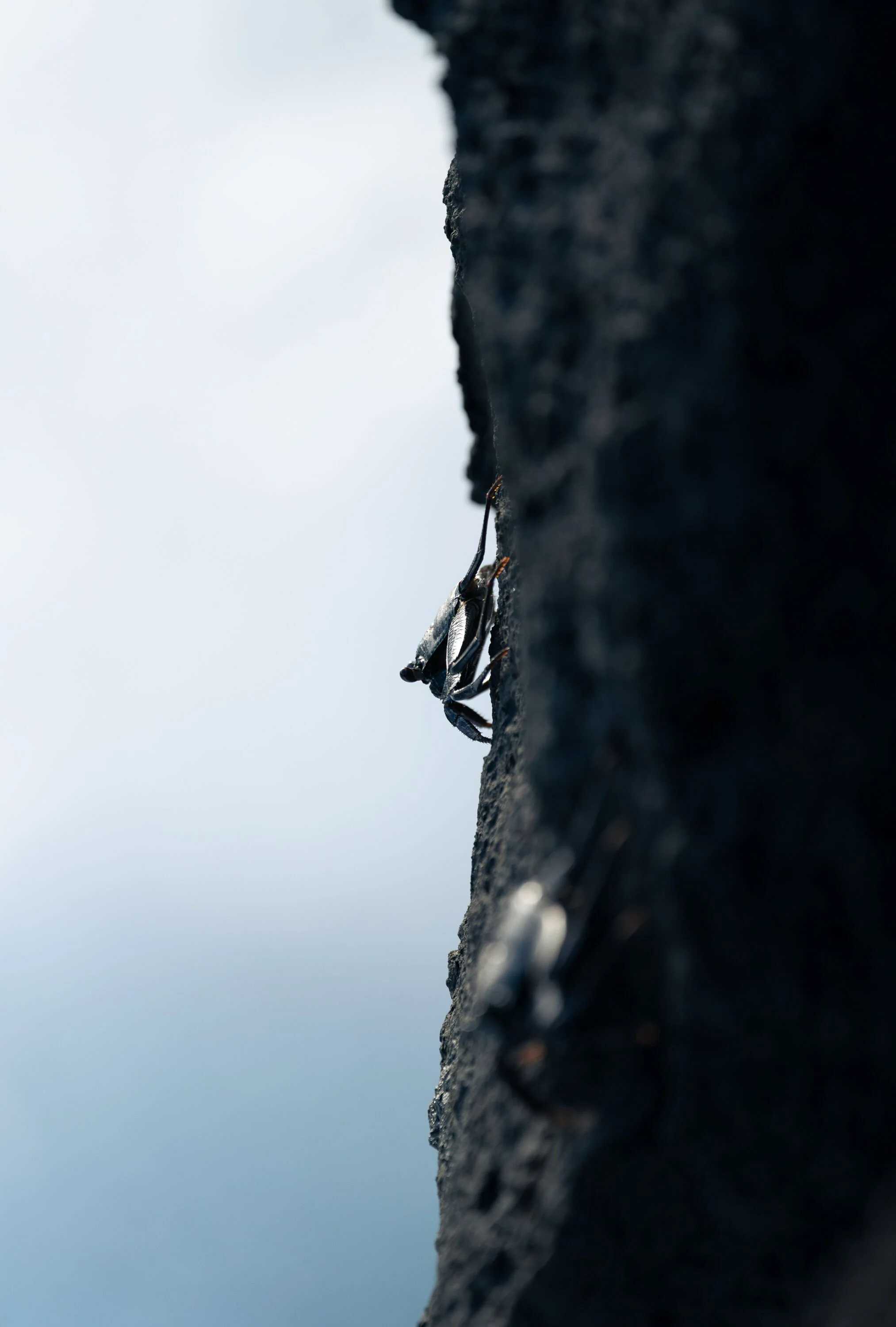 Hawaii 2024-19 Web.jpg