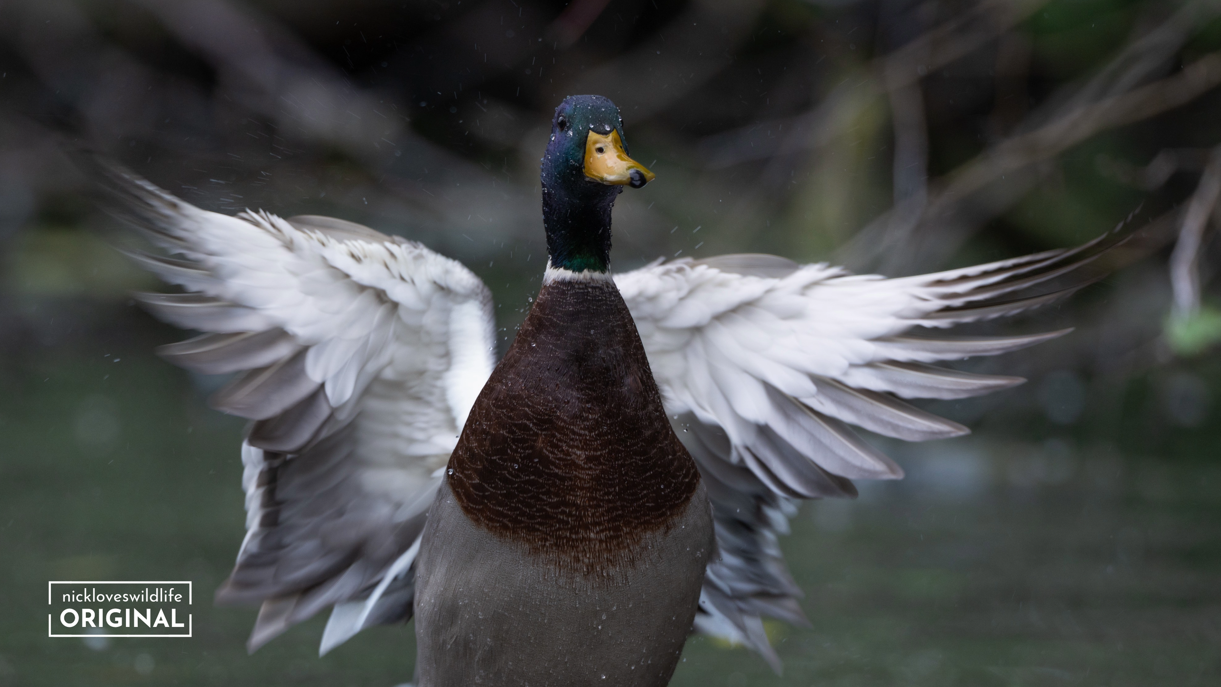 Mallard Duck Wings