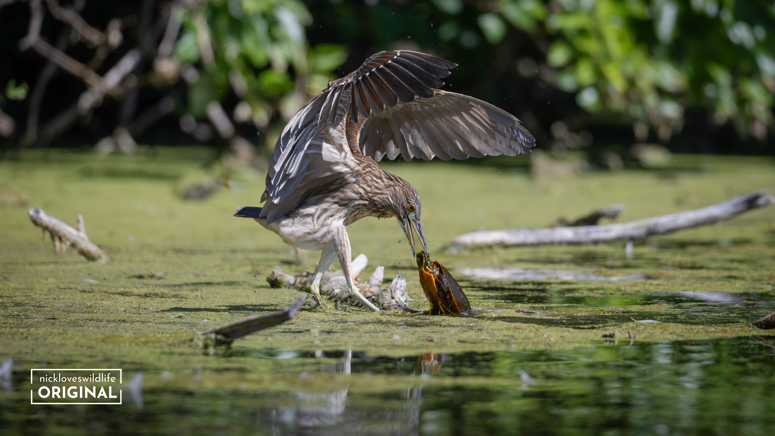 Night Heron and Turtle