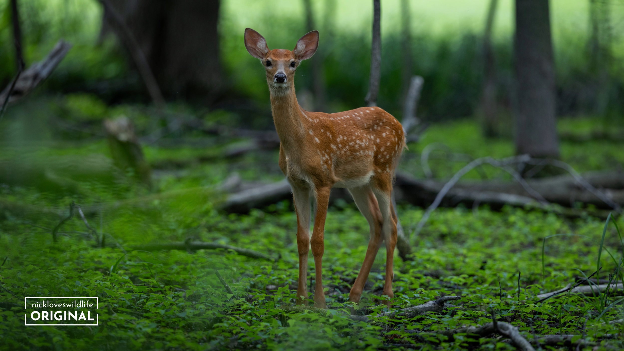 Fawn