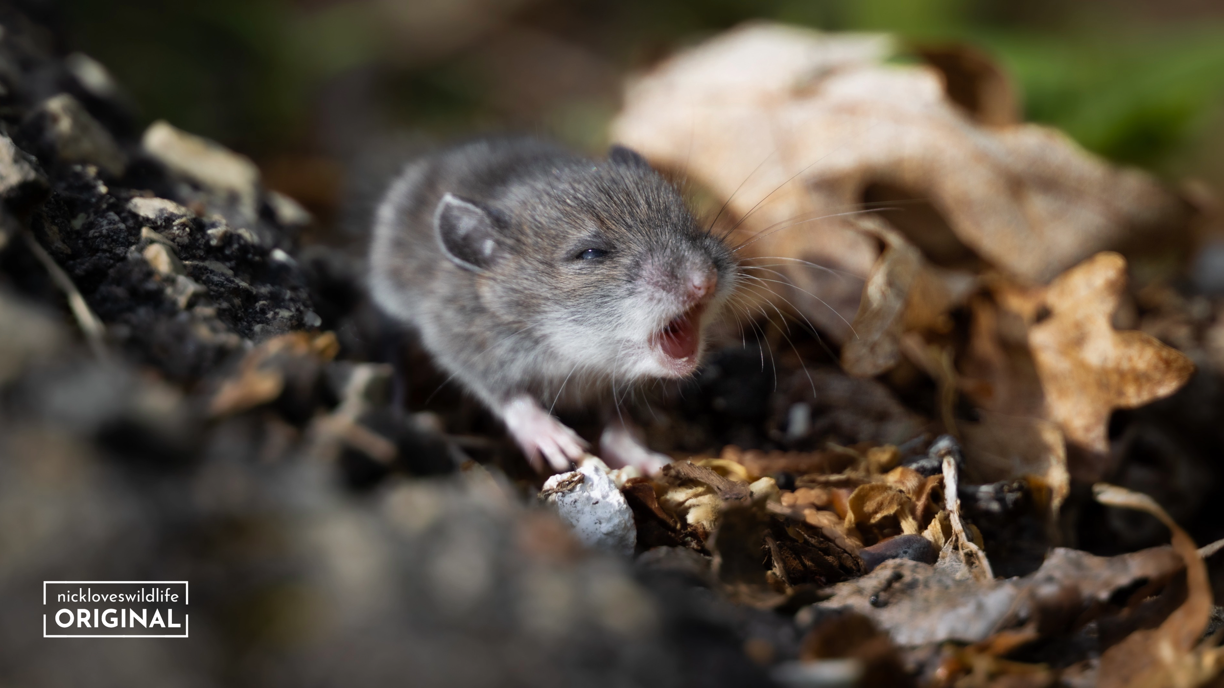 Mouse