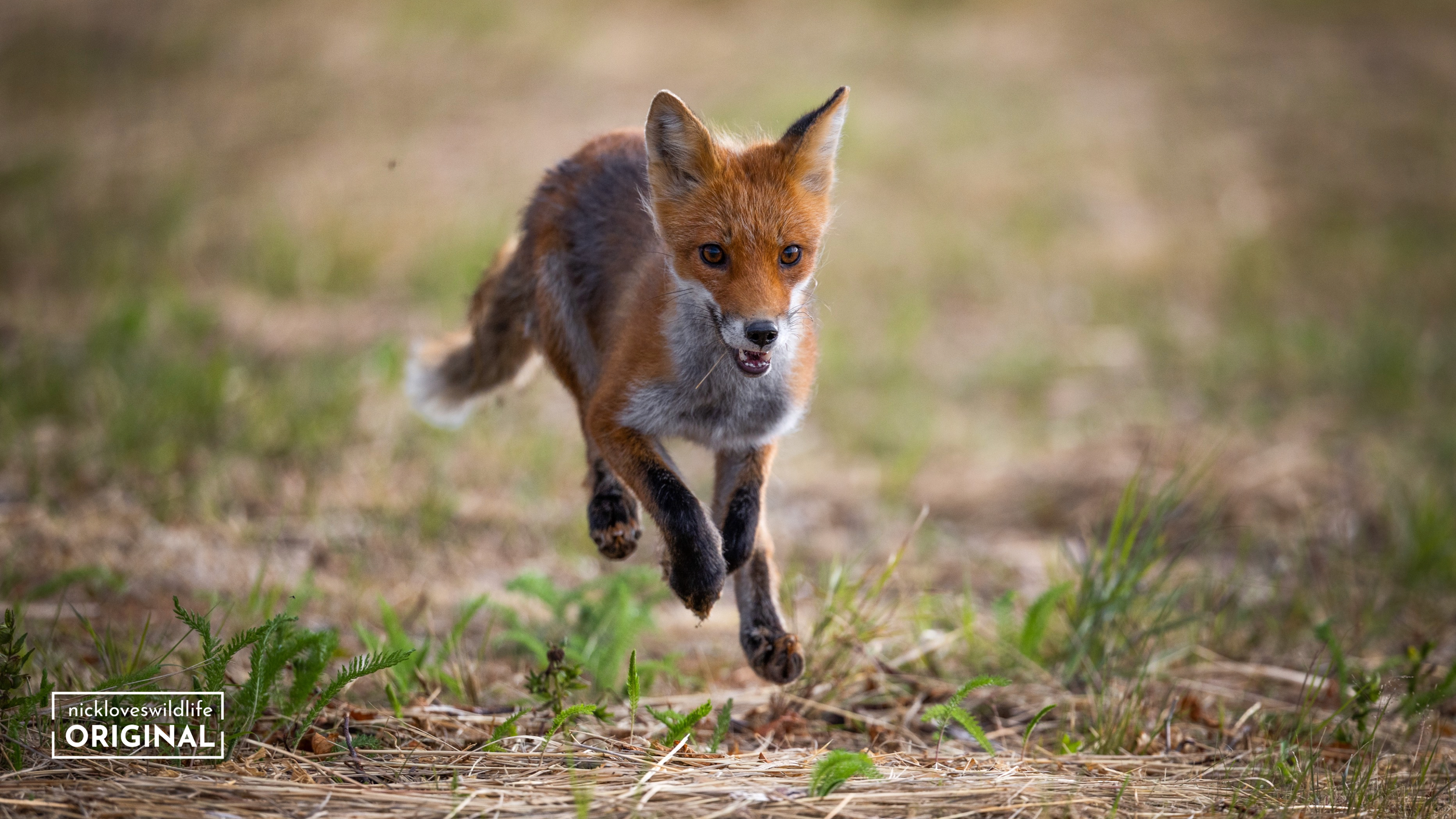 Red Fox